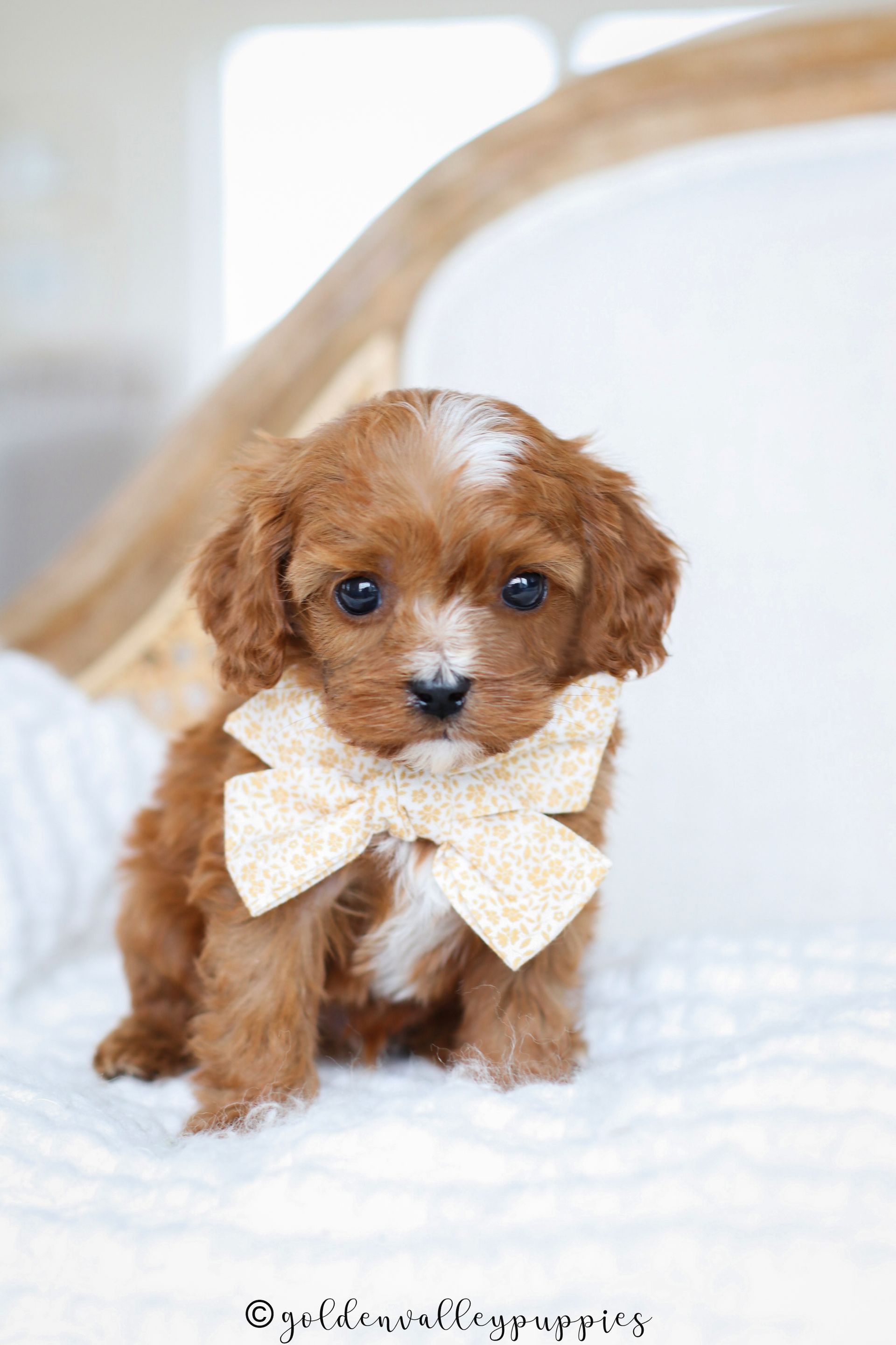 Cavapoo Puppies for sale, available Cavapoo Puppies, Cavapoo, Cavapoo puppies near me, puppies for sale, Cavapoo Breeder