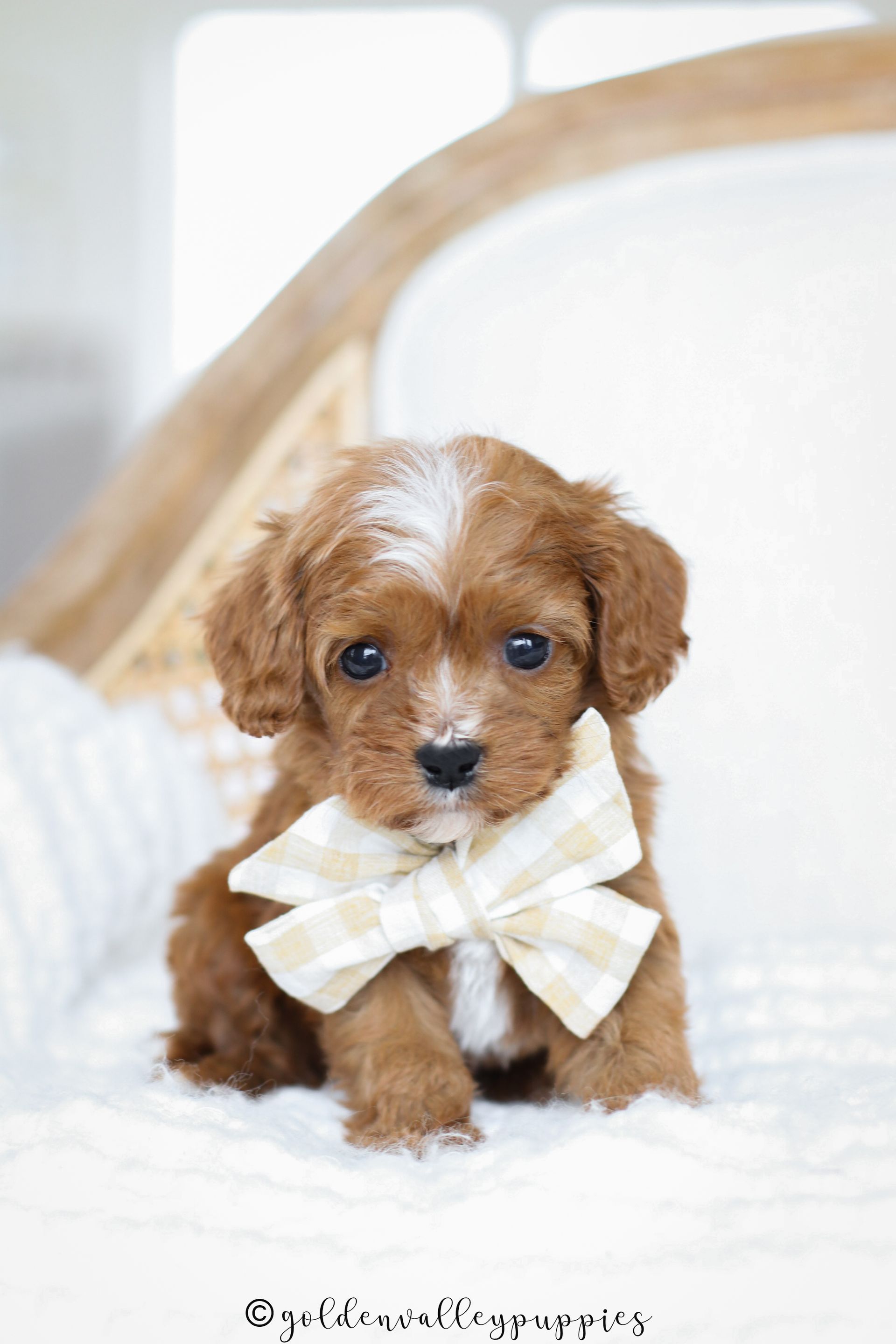 Cavapoo Puppies for sale, available Cavapoo Puppies, Cavapoo, Cavapoo puppies near me, puppies for sale, Cavapoo Breeder