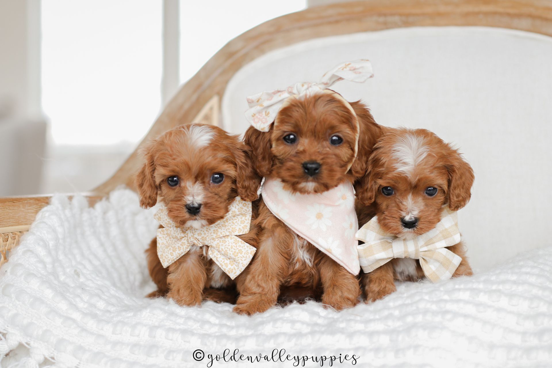 Cavapoo Puppies for sale, available Cavapoo Puppies, Cavapoo, Cavapoo puppies near me, puppies for sale, Cavapoo Breeder