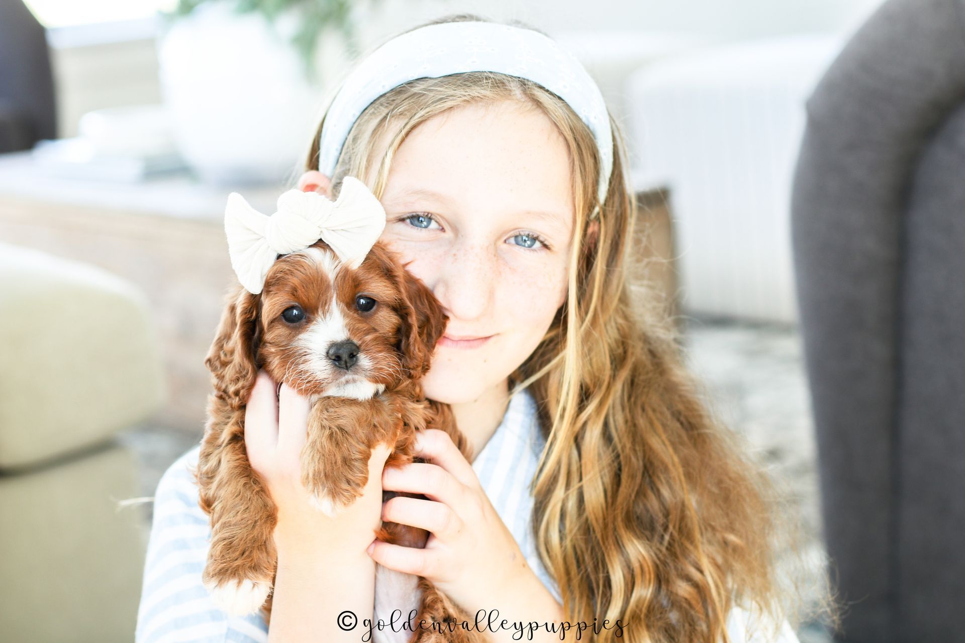 Cavapoo Puppies for sale, Cavapoo breeder, Cavapoo Puppy, Toy Cavapoo Puppies, Mini Cavapoo Puppies