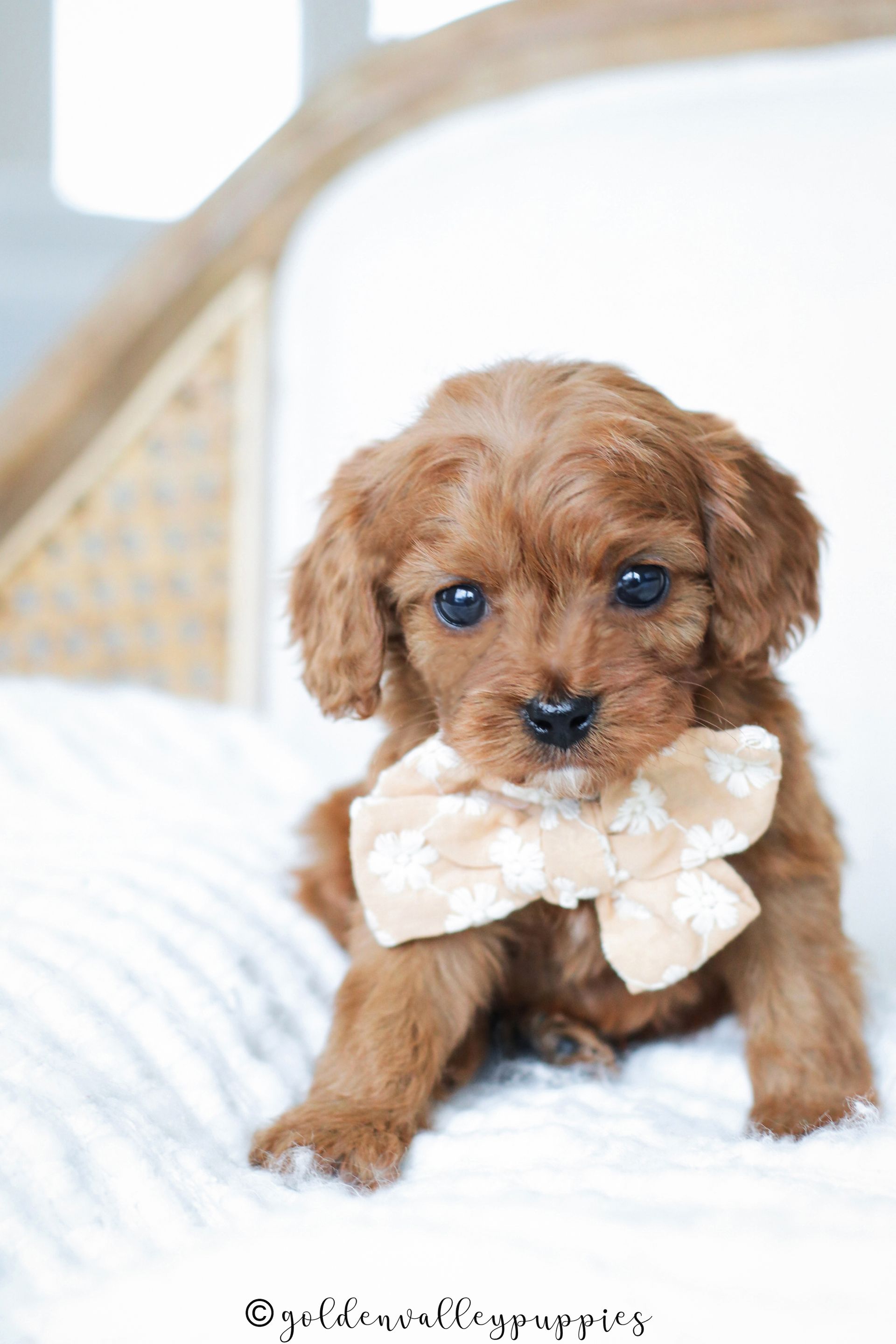 Cavapoo Puppies for sale, available Cavapoo Puppies, Cavapoo, Cavapoo puppies near me, puppies for sale, Cavapoo Breeder