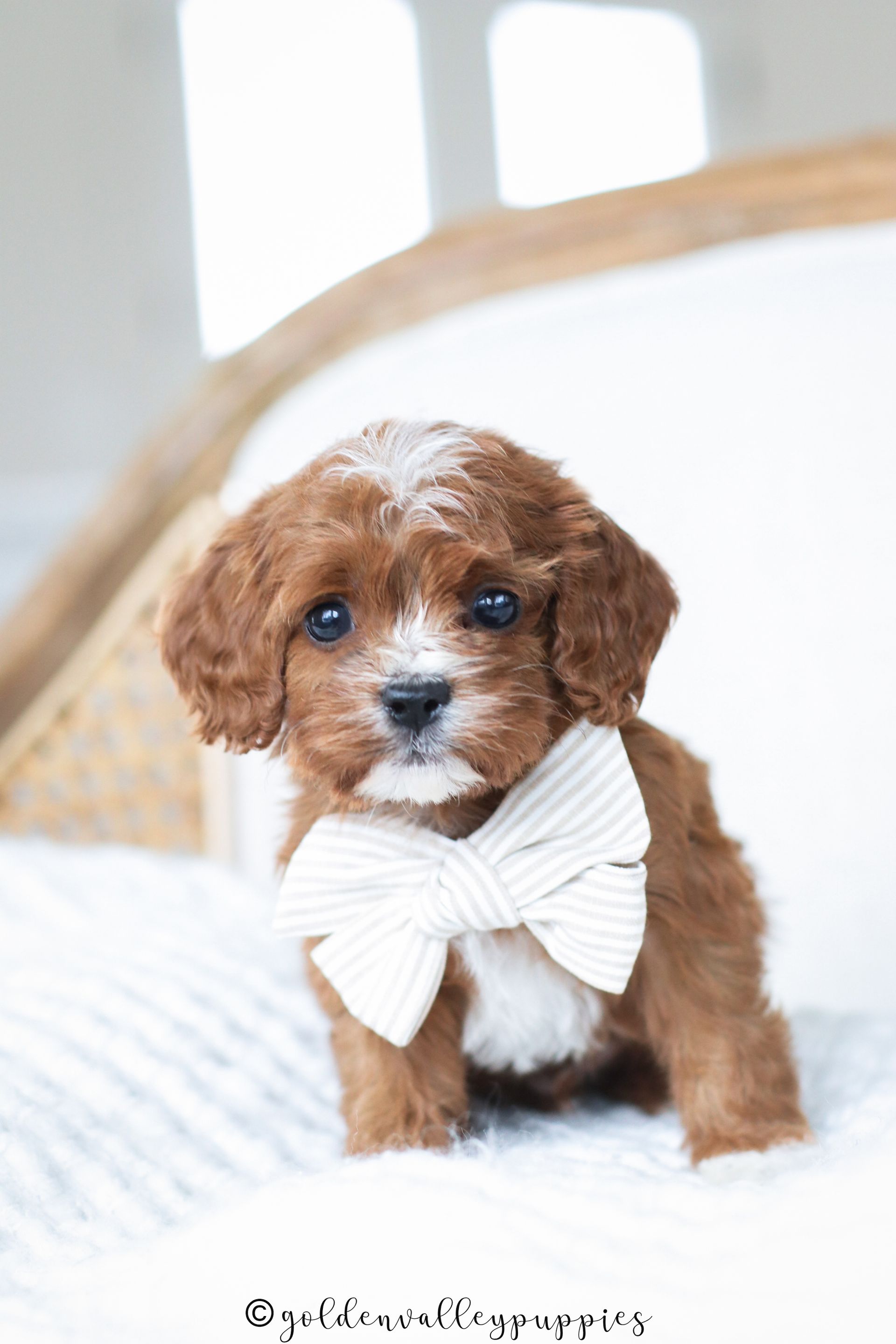 Cavapoo Puppies for sale, available Cavapoo Puppies, Cavapoo, Cavapoo puppies near me, puppies for sale, Cavapoo Breeder