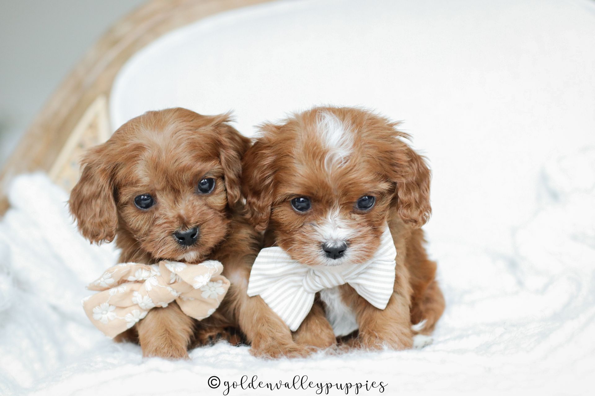 Cavapoo Puppies for sale, available Cavapoo Puppies, Cavapoo, Cavapoo puppies near me, puppies for sale, Cavapoo Breeder