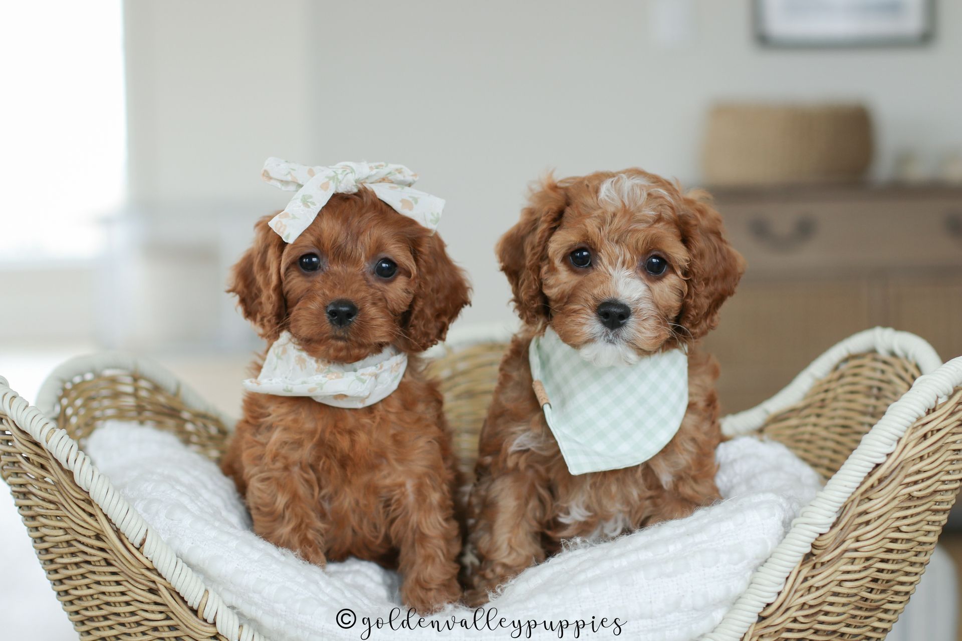 Cavapoo Puppies for sale, available Cavapoo Puppies, Cavapoo, Cavapoo puppies near me, puppies for sale, Cavapoo Breeder