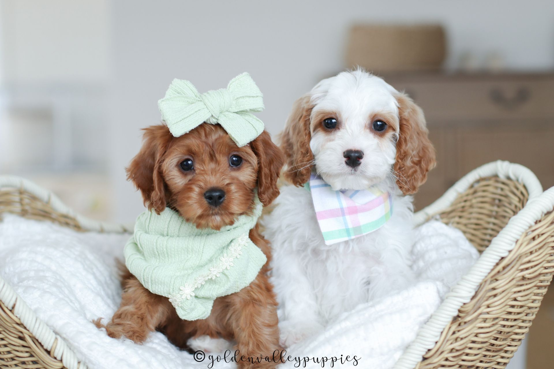 Cavapoo Puppies for sale, available Cavapoo Puppies, Cavapoo, Cavapoo puppies near me, puppies for sale, Cavapoo Breeder