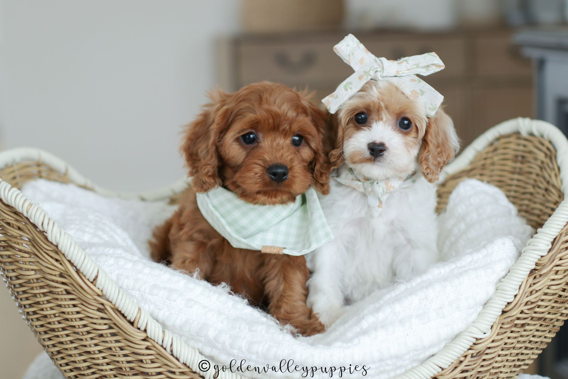 Cavapoo Puppies for sale, available Cavapoo Puppies, Cavapoo, Cavapoo puppies near me, puppies for sale, Cavapoo Breeder