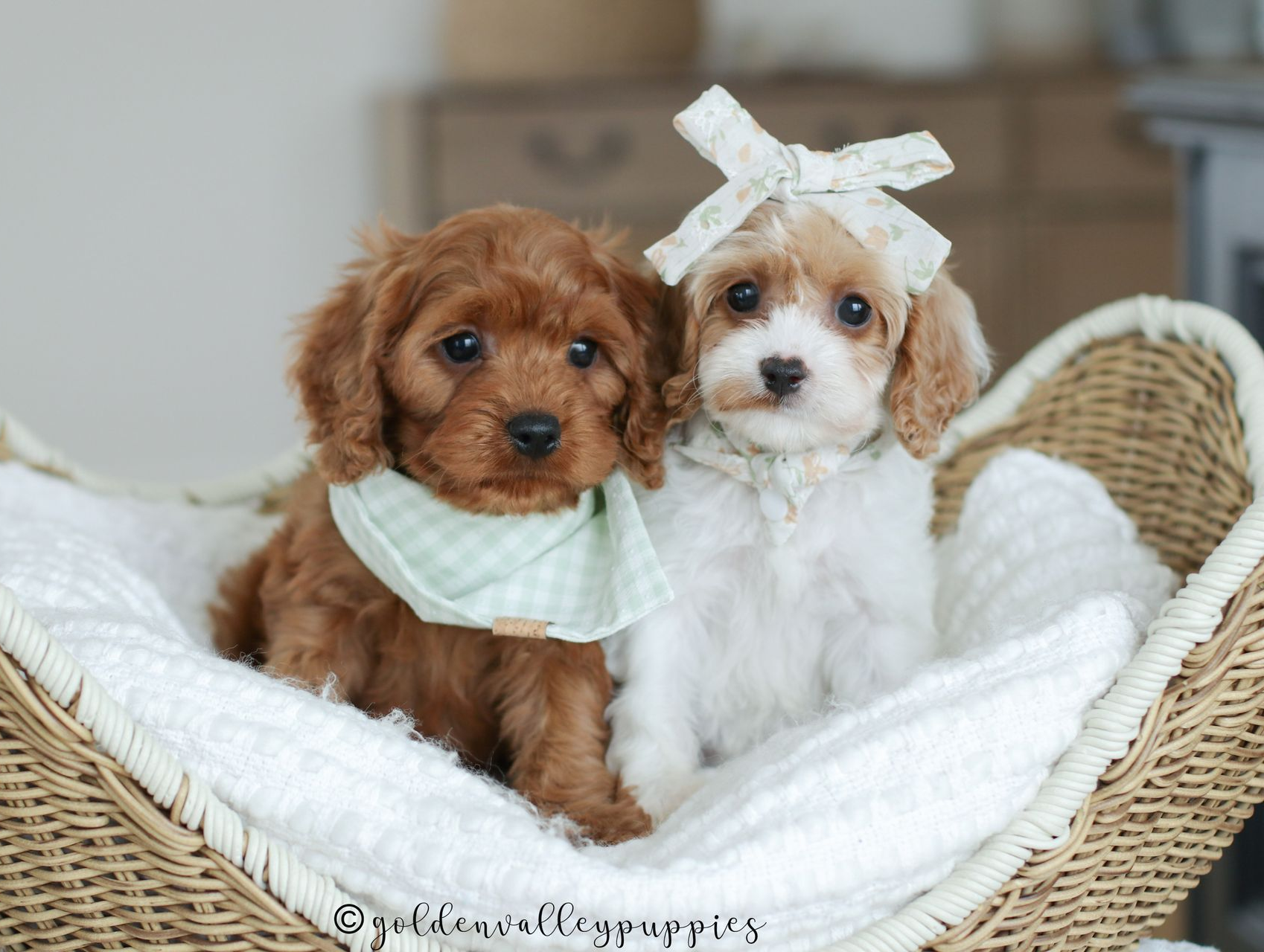 Cavapoo Puppies for sale, Cavapoo Breeder, Cavalier king Charles spaniel