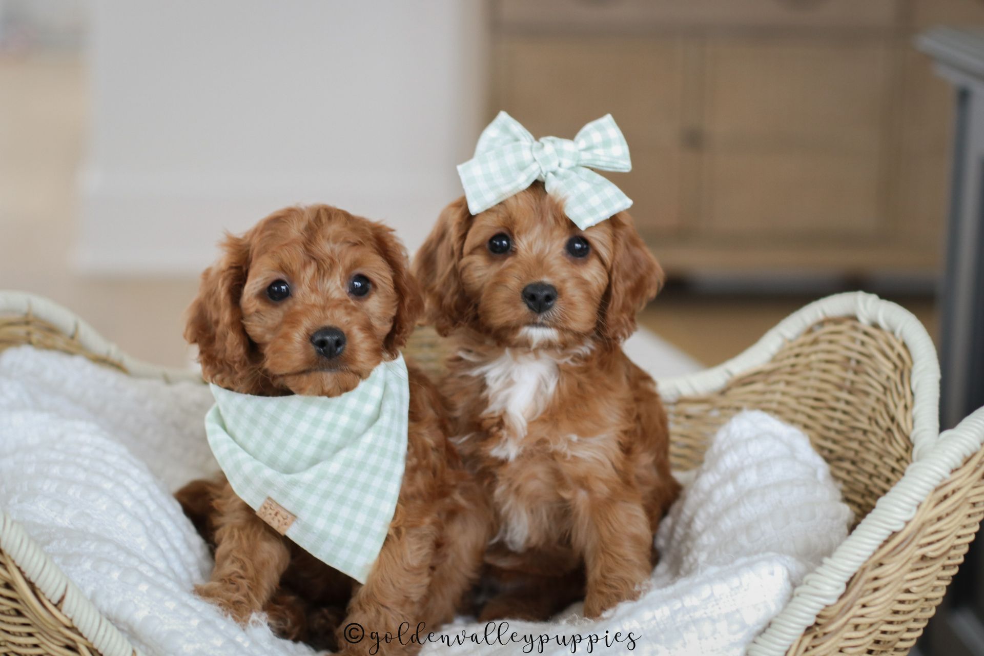 Cavapoo Puppies for sale, available Cavapoo Puppies, Cavapoo, Cavapoo puppies near me, puppies for sale, Cavapoo Breeder
