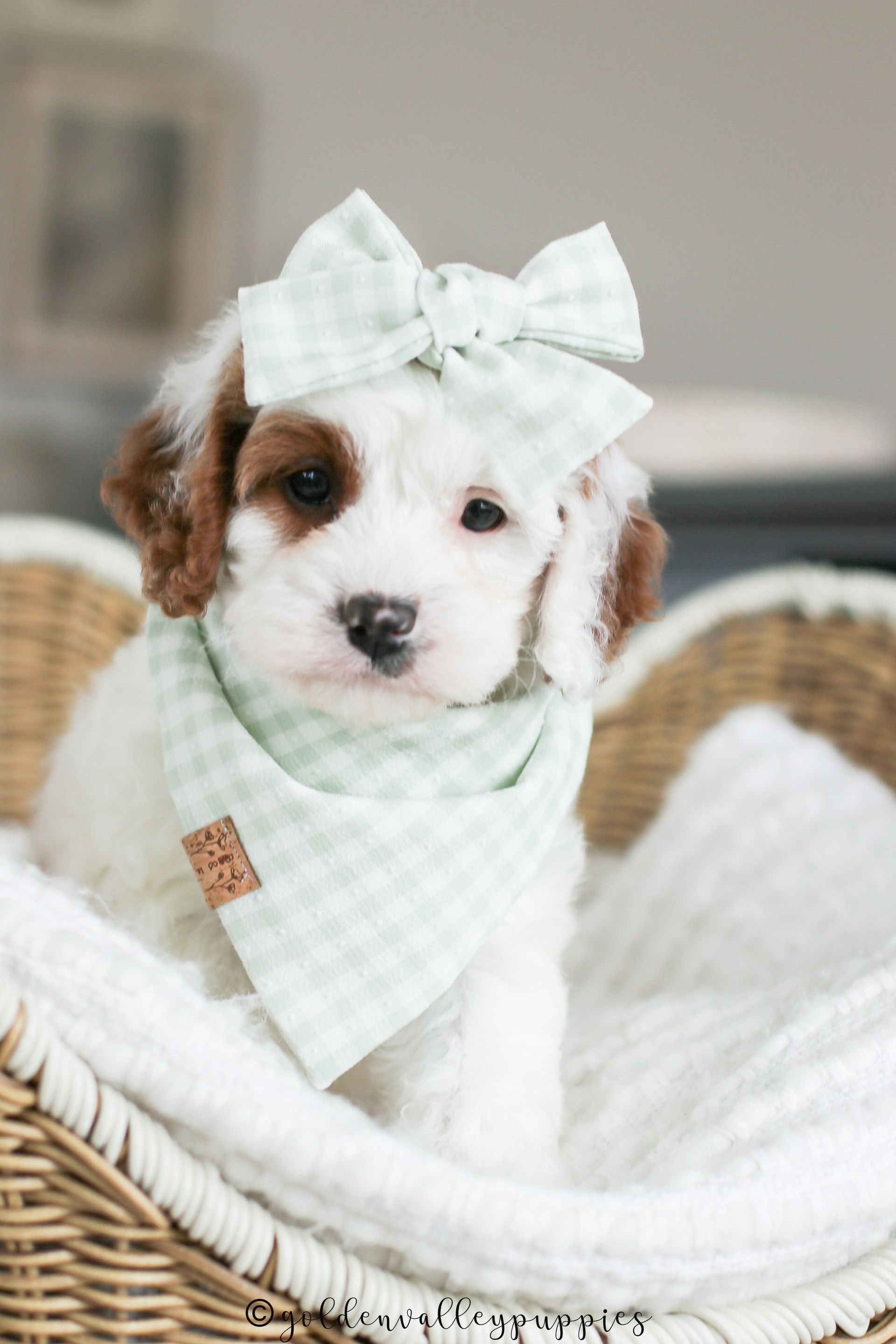 Cavapoo puppies available near me, cavapoo puppies for sale, cavapoo litter in a puppy bed
