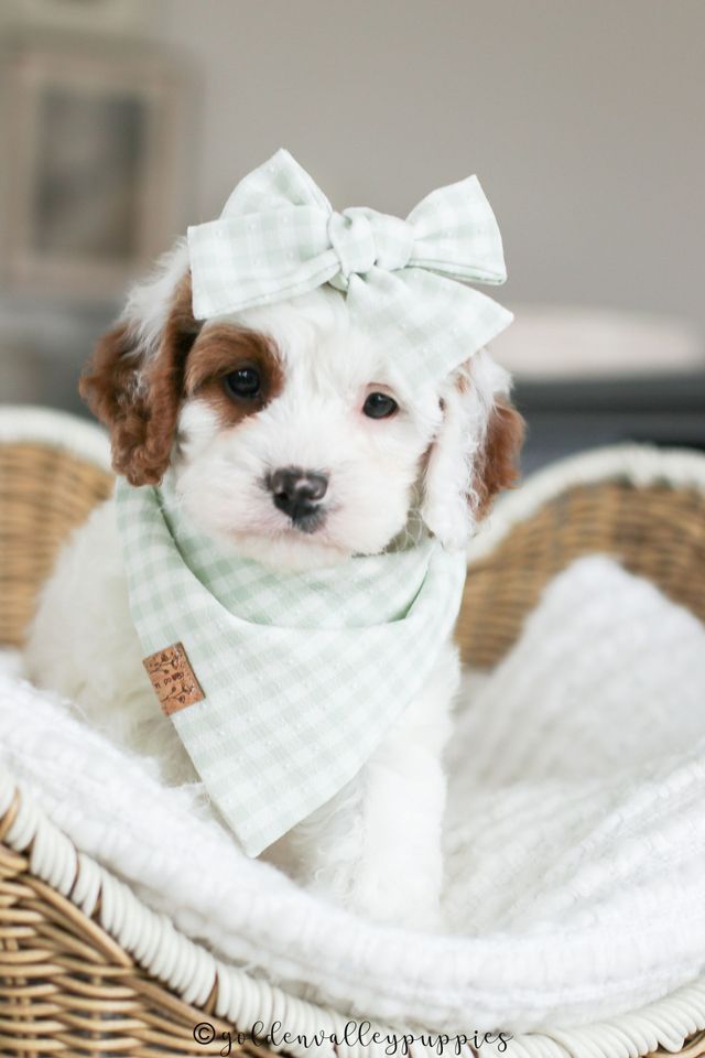 White Cavapoo Puppies