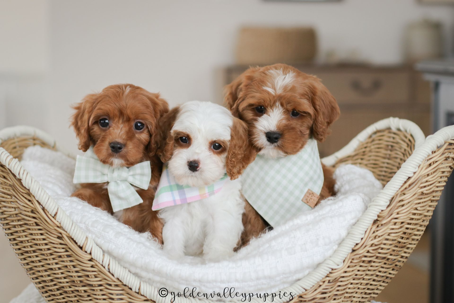 Cavapoo Puppies for sale, available Cavapoo Puppies, Cavapoo, Cavapoo puppies near me, puppies for sale, Cavapoo Breeder