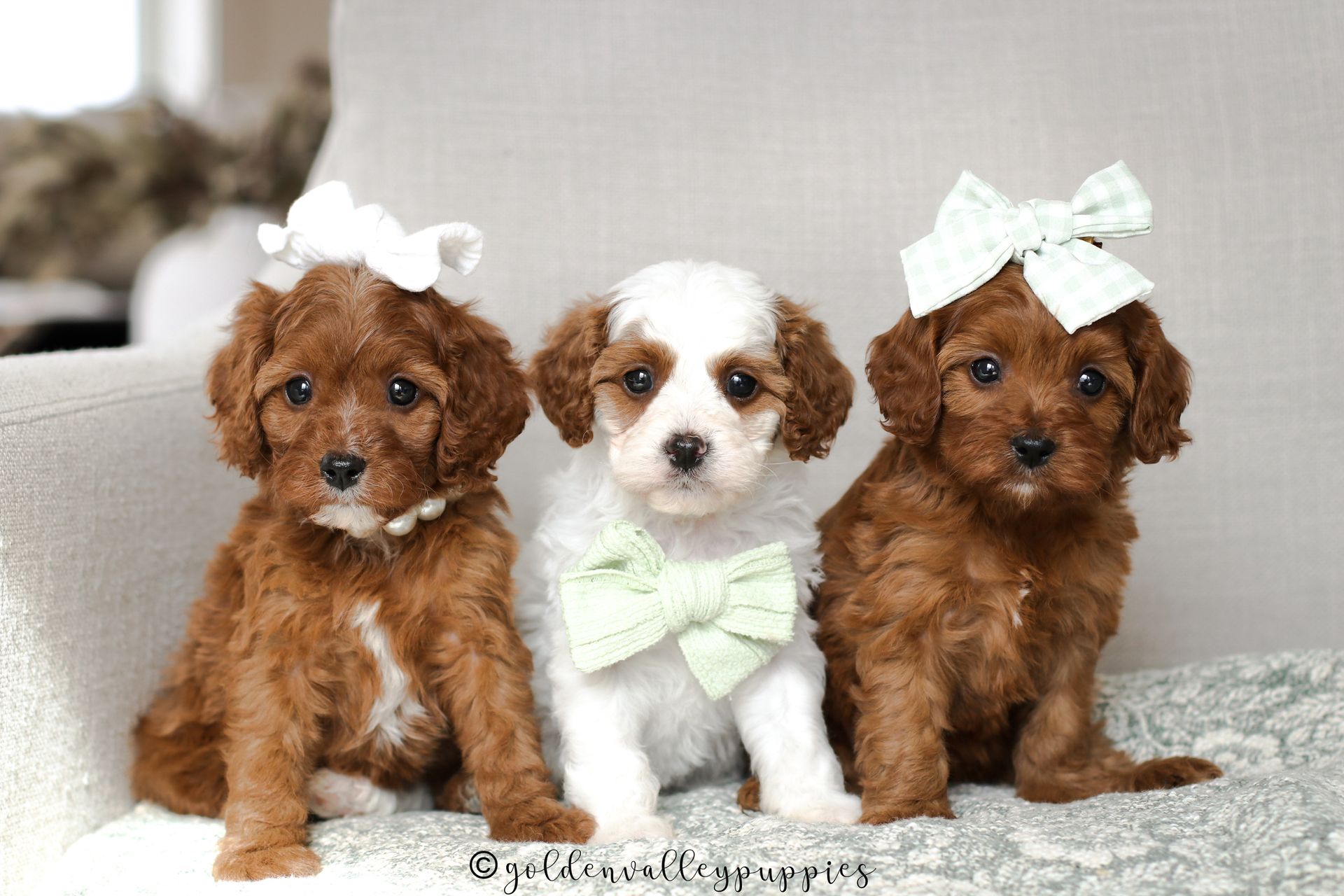 Available cavapoo puppy near me, Cavapoo breeder near me, Cavapoo Puppy for sale