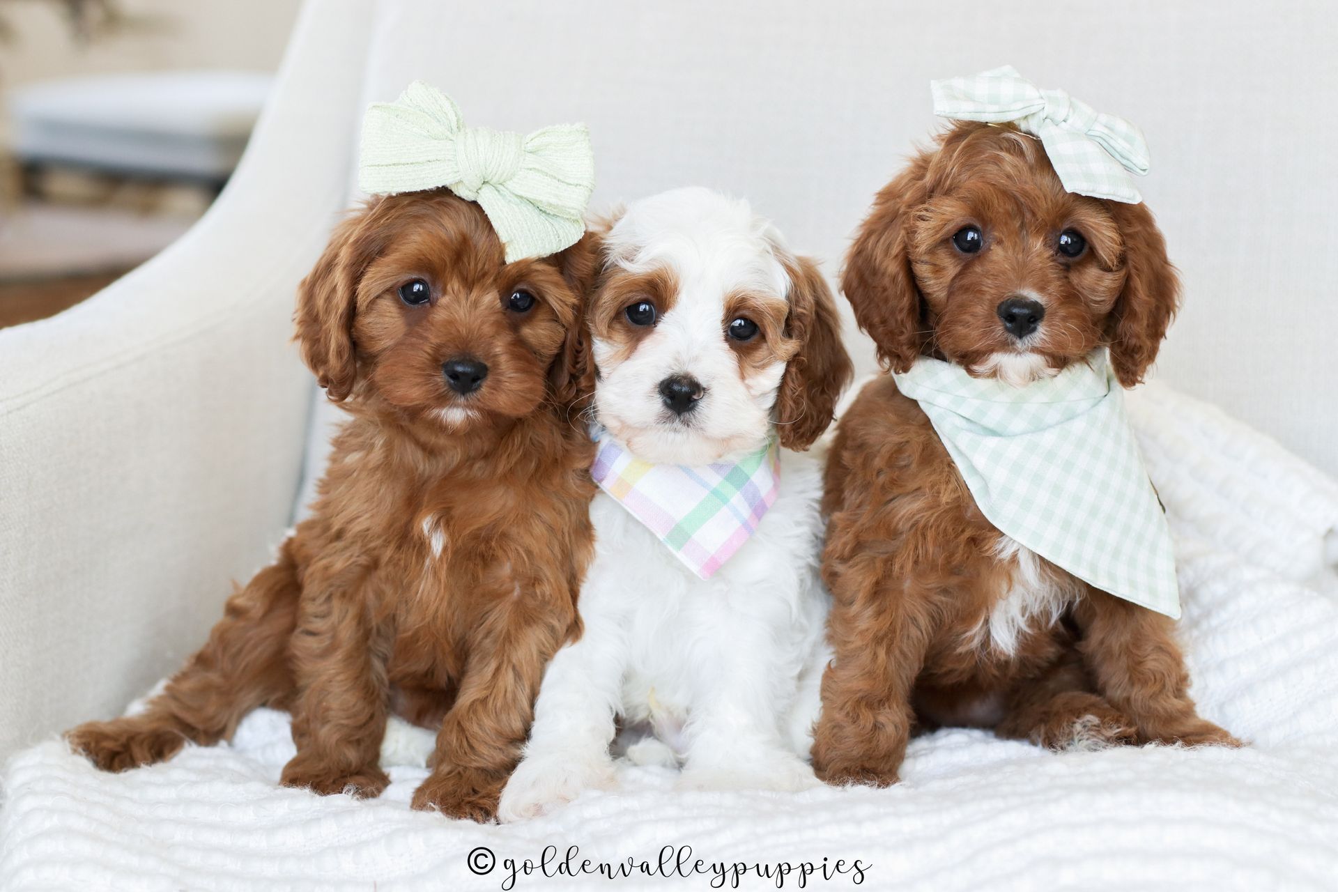 Cavapoo Puppies for sale, Cavapoo Breeder, Cavalier king Charles spaniel