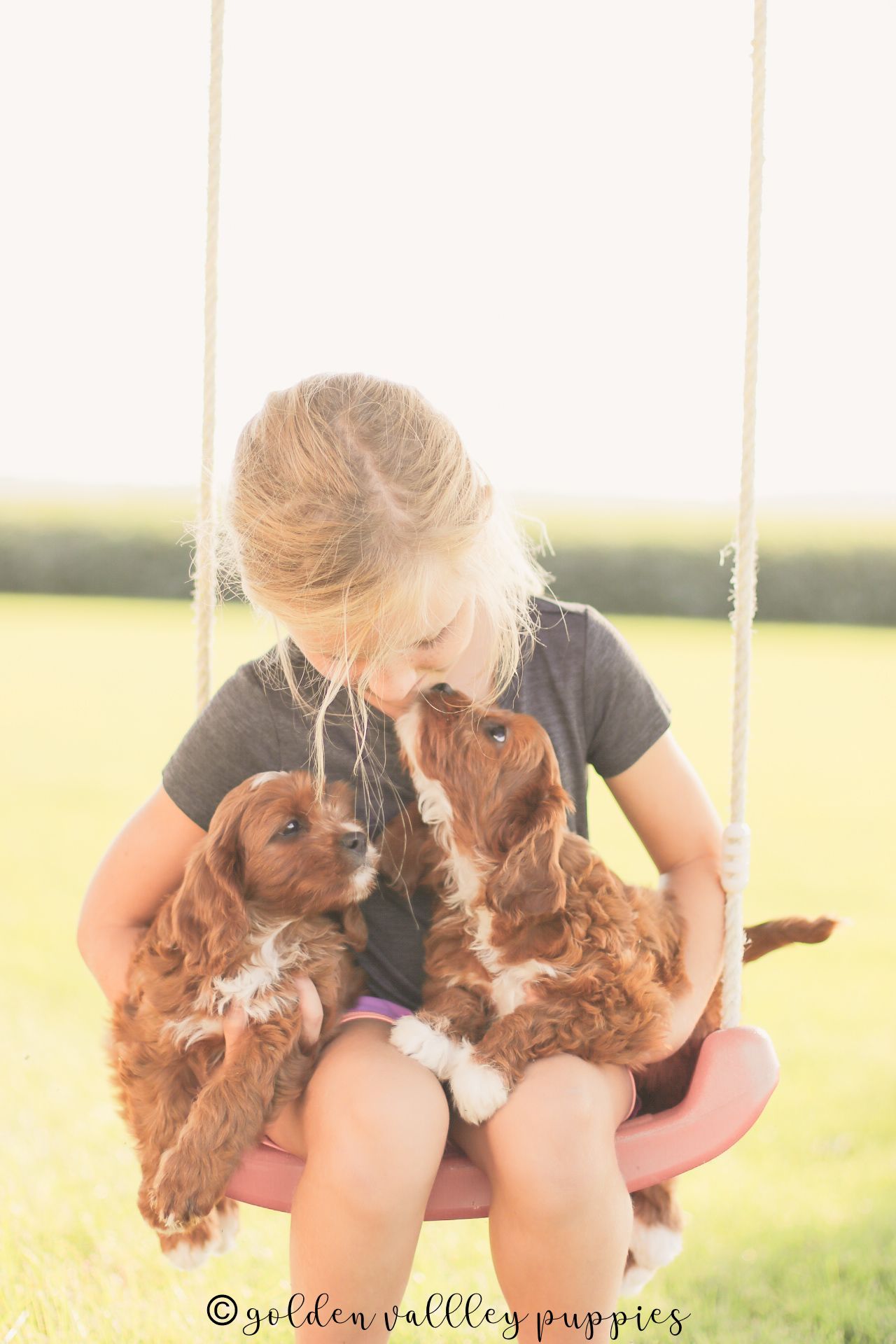 Cavapoo Puppies, Cavapoo Puppies for sale