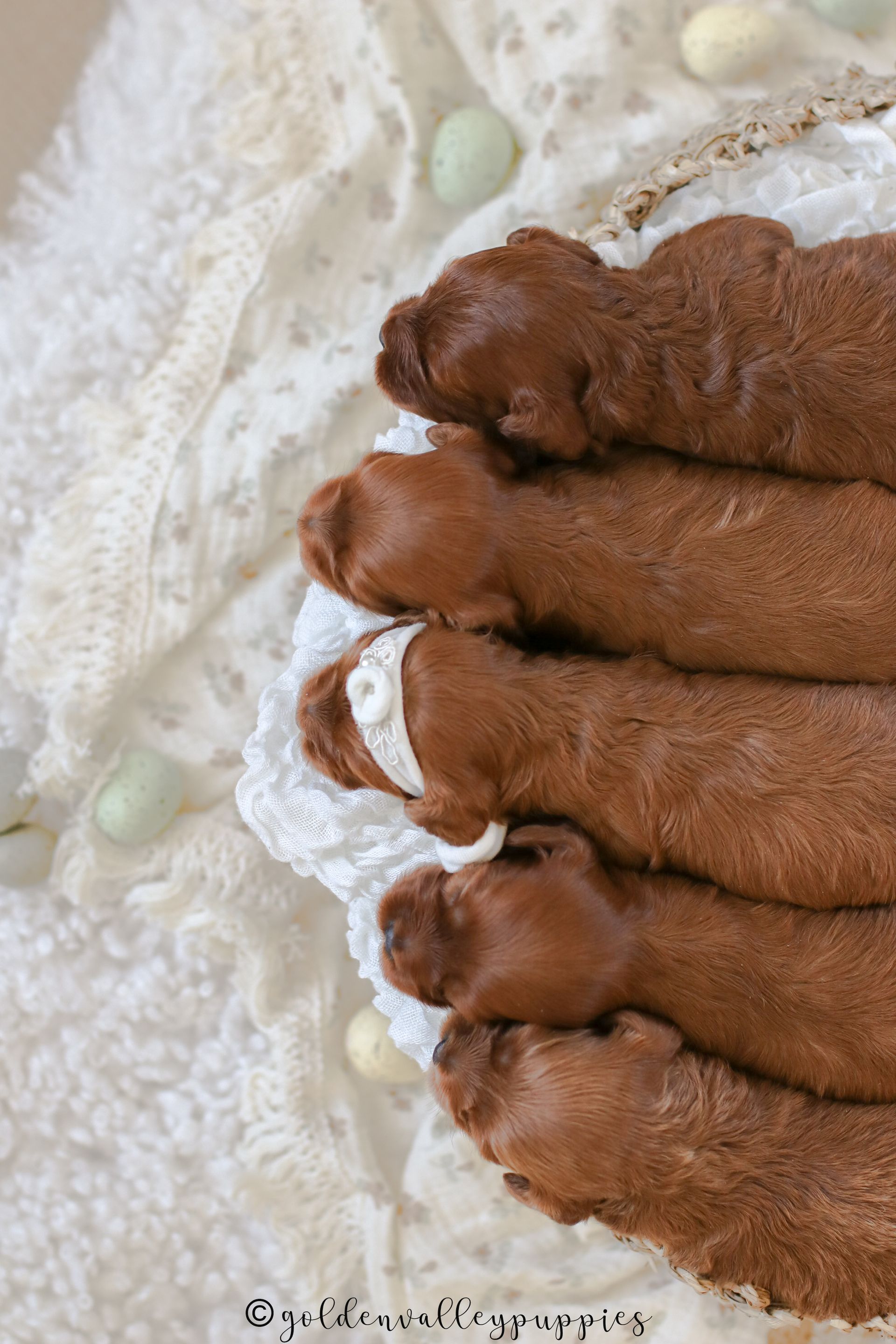 Cavapoo Puppies for sale, Cavapoo Breeder, Cavalier king Charles spaniel