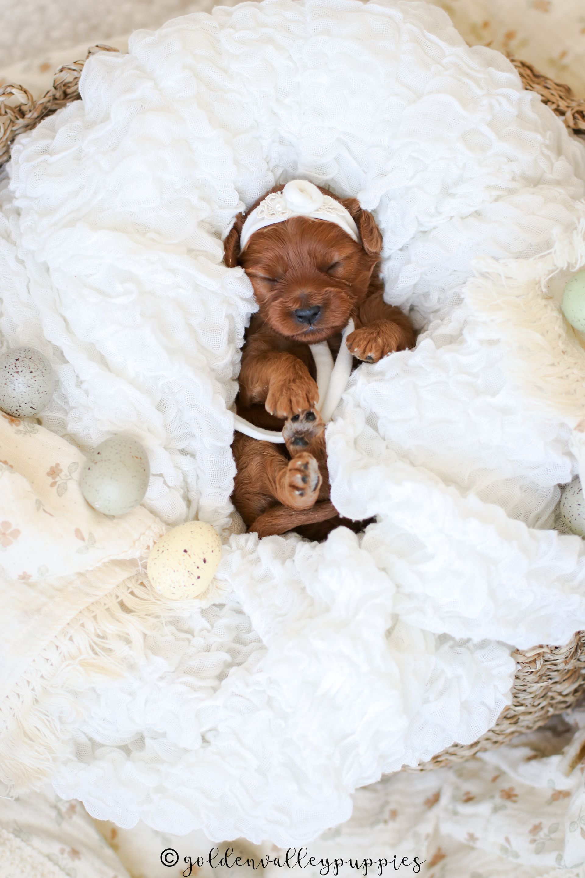 Cavapoo Puppies for sale, available Cavapoo Puppies, Cavapoo, Cavapoo puppies near me, puppies for sale, Cavapoo Breeder
