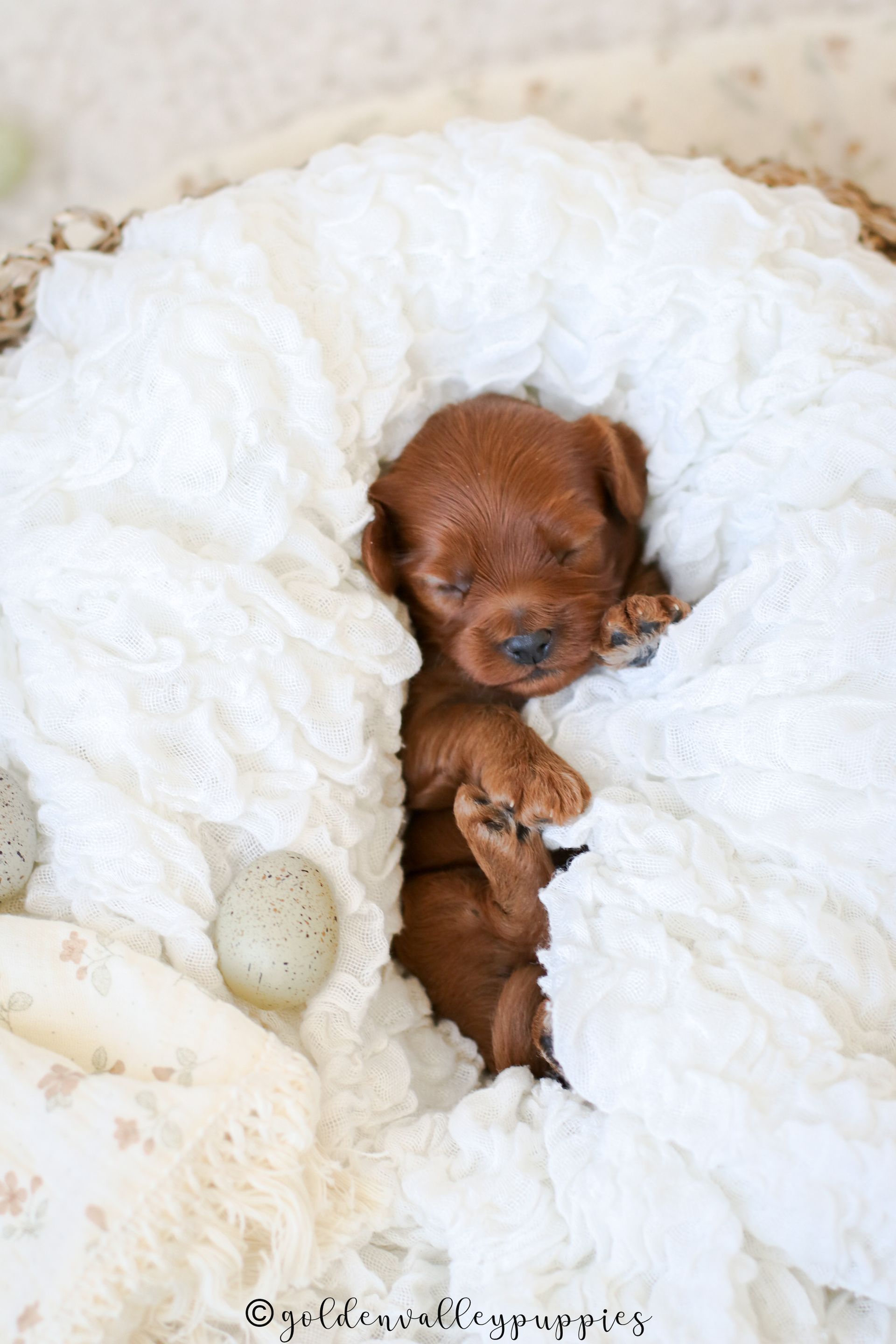 Cavapoo Puppies for sale, available Cavapoo Puppies, Cavapoo, Cavapoo puppies near me, puppies for sale, Cavapoo Breeder