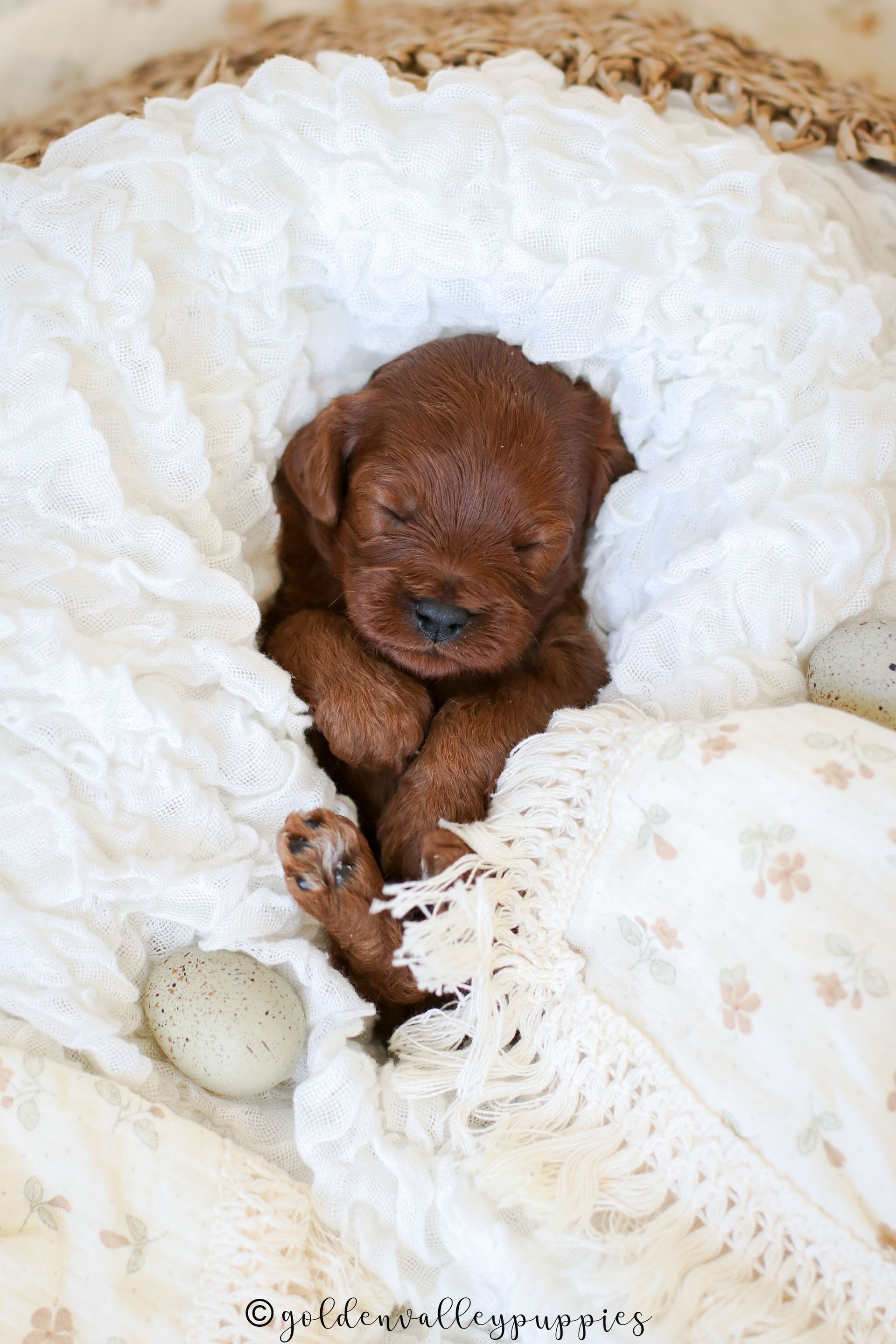 Cavapoo Puppies for sale, available Cavapoo Puppies, Cavapoo, Cavapoo puppies near me, puppies for sale, Cavapoo Breeder