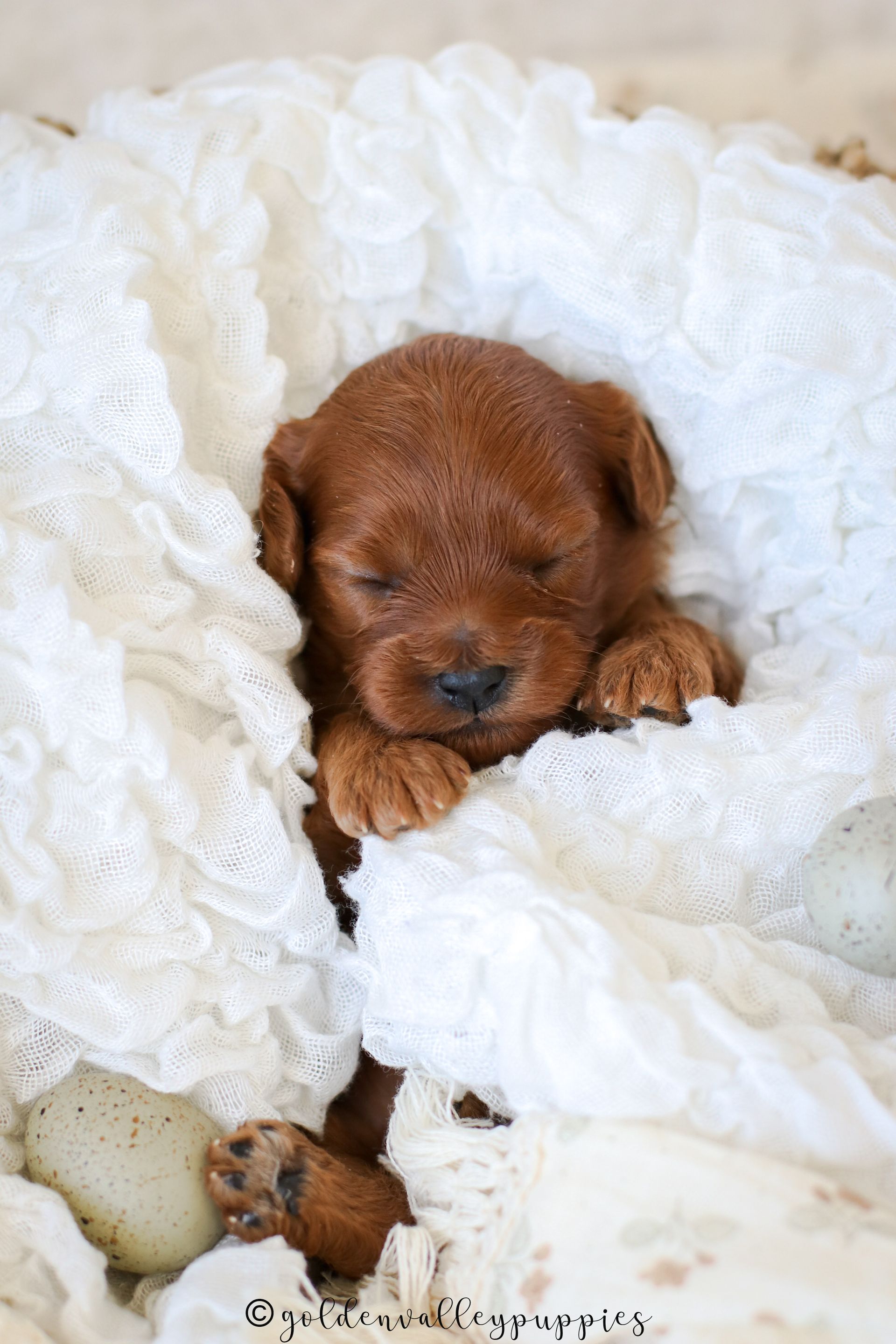 Cavapoo Puppies for sale, available Cavapoo Puppies, Cavapoo, Cavapoo puppies near me, puppies for sale, Cavapoo Breeder