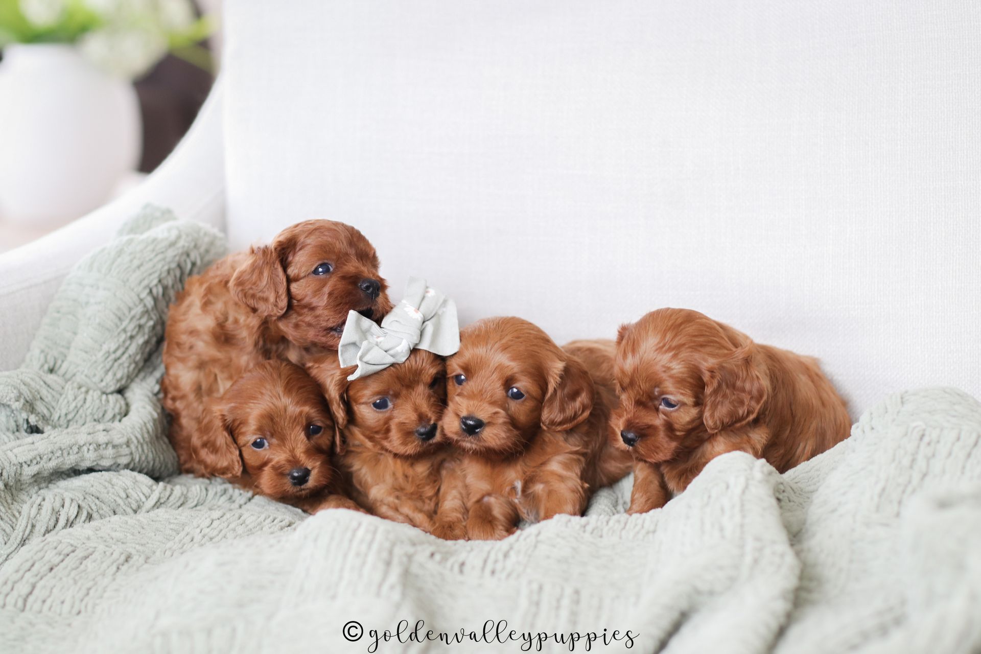 Available cavapoo puppy near me, Cavapoo breeder near me, Cavapoo Puppy for sale