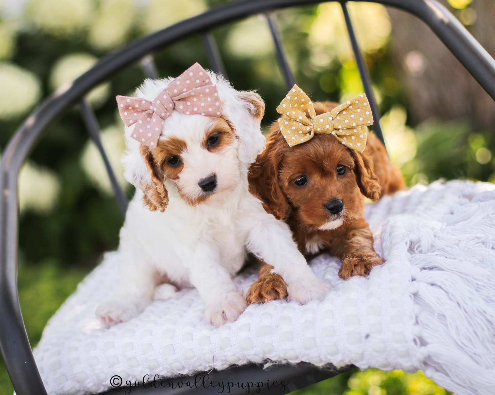 Golden Valley Cavapoo Puppy, cavapoo breeder