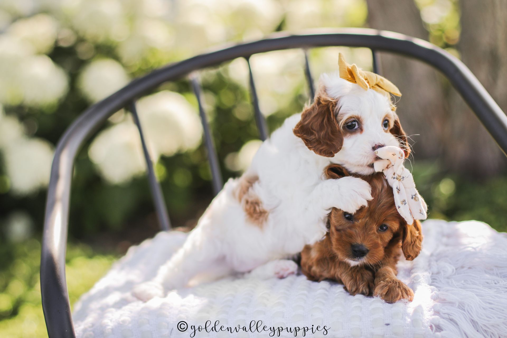 Cavapoo Puppies for sale, Cavapoo breeder, Cavapoo Puppy, Toy Cavapoo Puppies, Mini Cavapoo Puppies