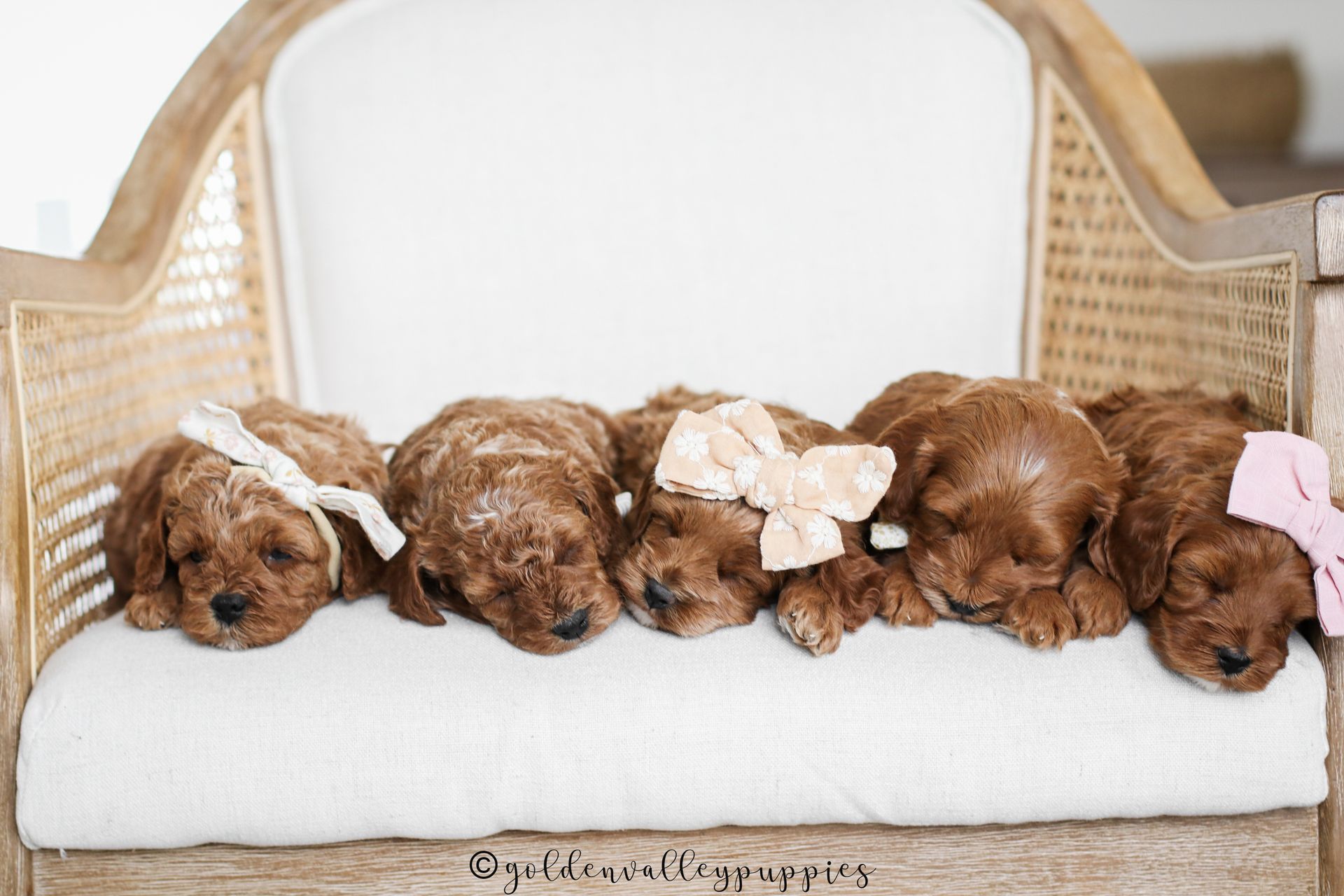 Cavapoo, Cavapoo Puppies for sale, Cavapoo puppy, Cavadoodle, Doodle, Puppy for sale, Puppies for sale, Cavapoo Adoption, Cavapoo Breeder, Cavapoo breeder near me, Cavapoo Breeder, Cavapoo Puppies