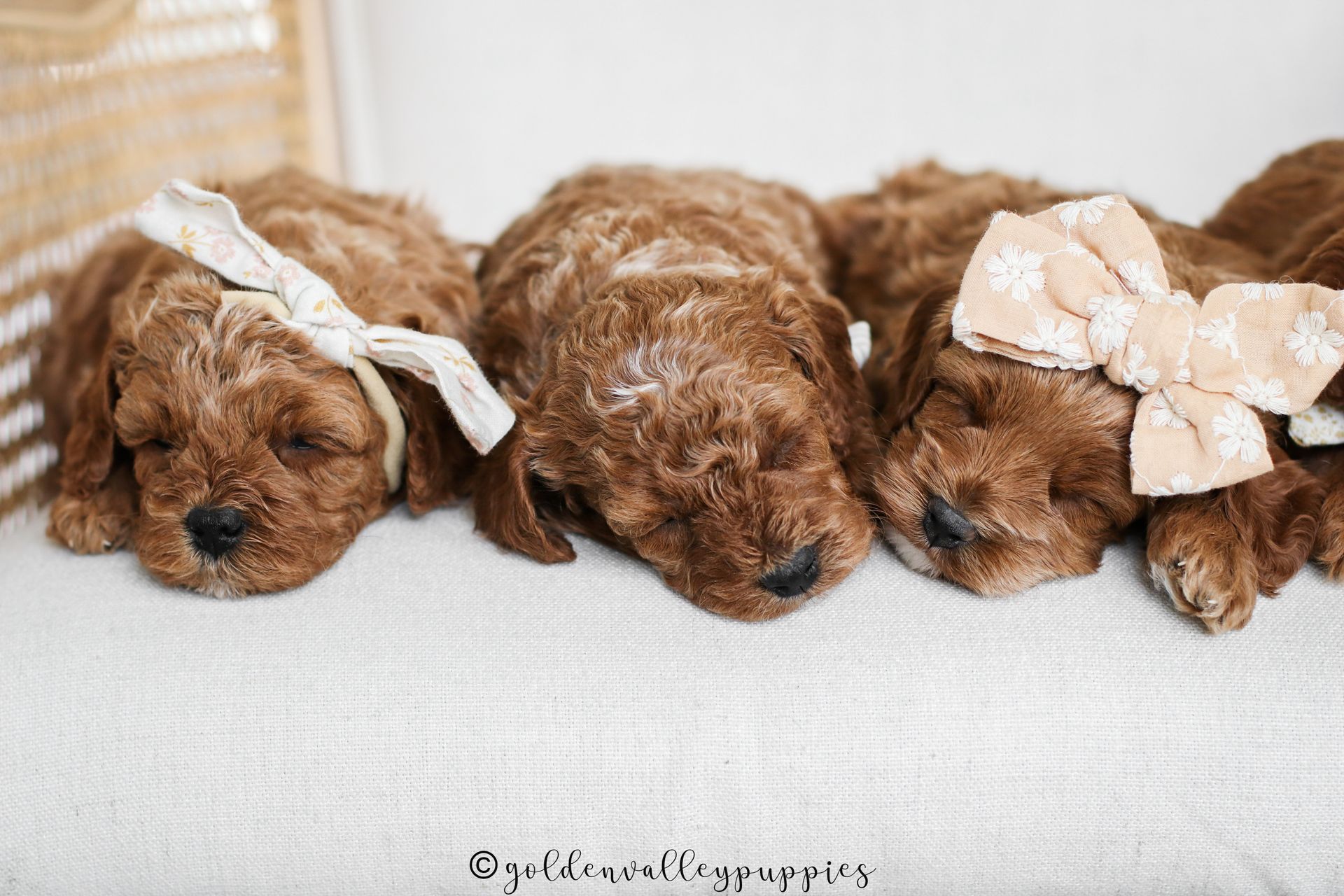 Cavapoo, Cavapoo Puppies for sale, Cavapoo puppy, Cavadoodle, Doodle, Puppy for sale, Puppies for sale, Cavapoo Adoption, Cavapoo Breeder, Cavapoo breeder near me, Cavapoo Breeder, Cavapoo Puppies