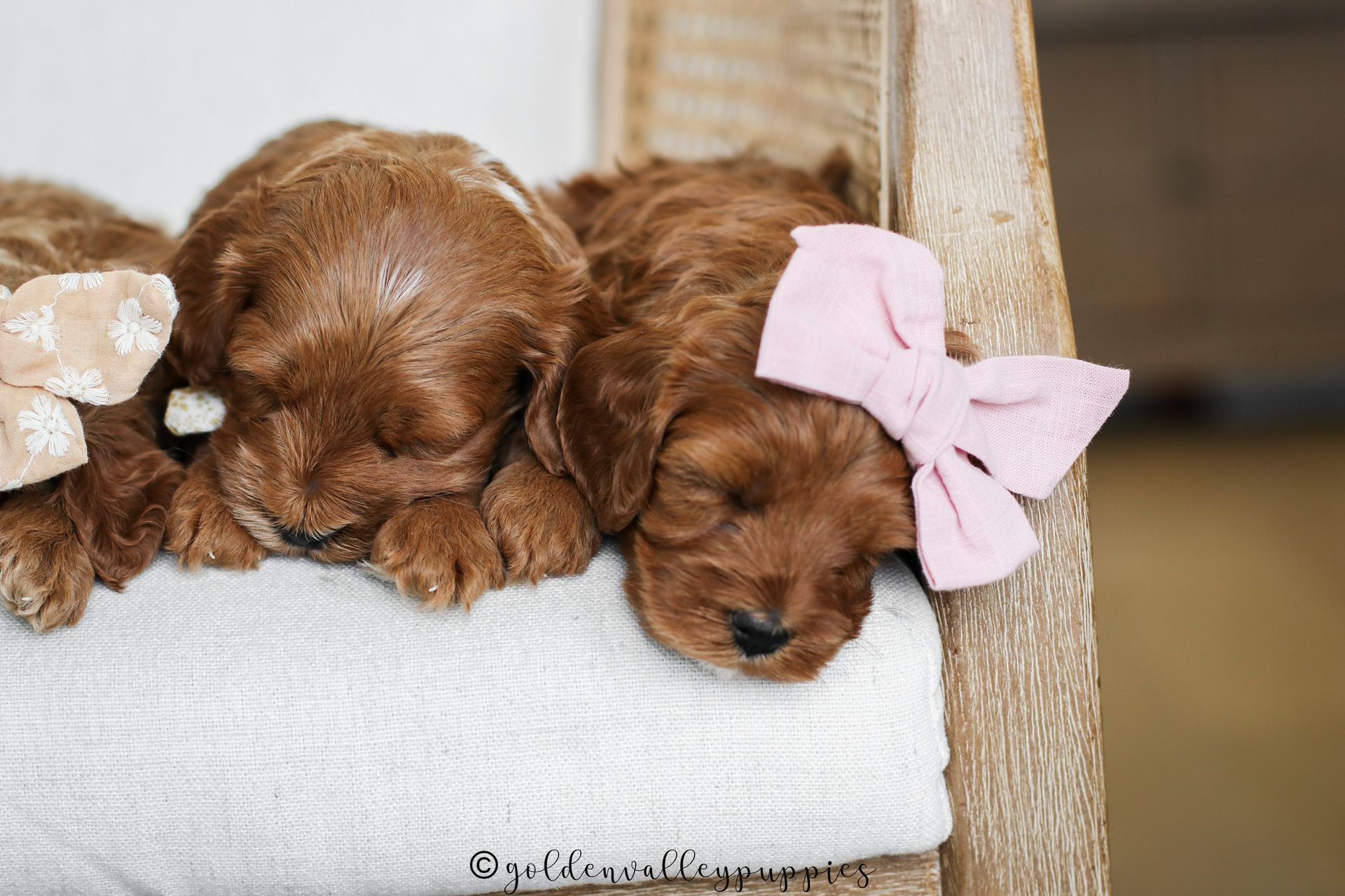 Cavapoo, Cavapoo Puppies for sale, Cavapoo puppy, Cavadoodle, Doodle, Puppy for sale, Puppies for sale, Cavapoo Adoption, Cavapoo Breeder, Cavapoo breeder near me, Cavapoo Breeder, Cavapoo Puppies