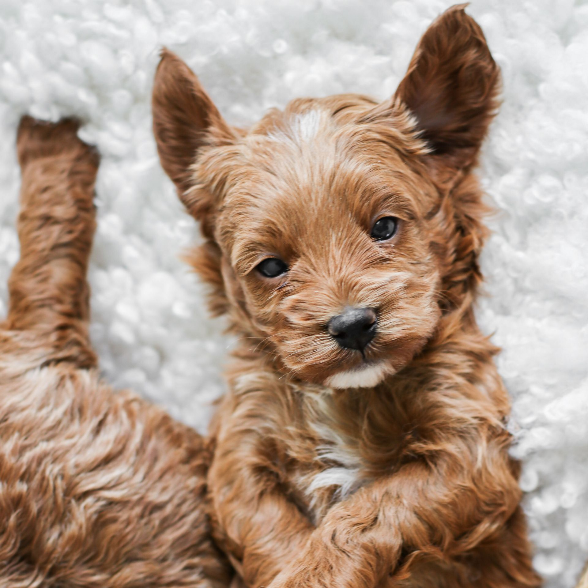 Cavapoo, Cavapoo Puppies for sale, Cavapoo puppy, Cavadoodle, Doodle, Puppy for sale, Puppies for sale, Cavapoo Adoption, Cavapoo Breeder, Cavapoo breeder near me, Cavapoo Breeder, Cavapoo Puppies