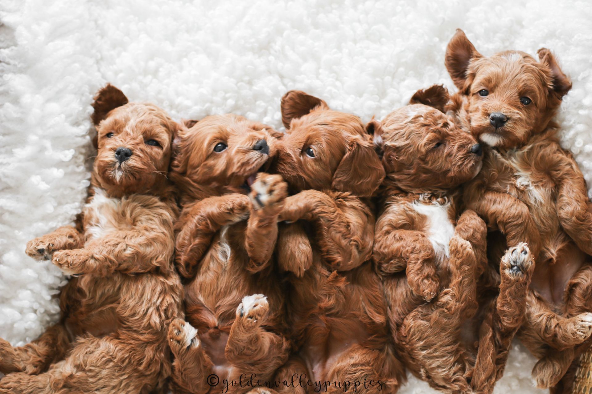 Cavapoo, Cavapoo Puppies for sale, Cavapoo puppy, Cavadoodle, Doodle, Puppy for sale, Puppies for sale, Cavapoo Adoption, Cavapoo Breeder, Cavapoo breeder near me, Cavapoo Breeder, Cavapoo Puppies