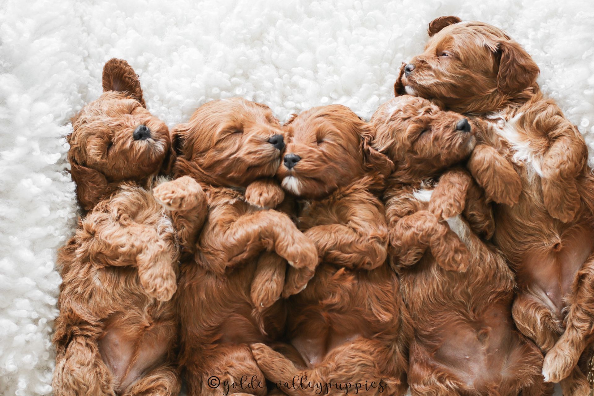Cavapoo, Cavapoo Puppies for sale, Cavapoo puppy, Cavadoodle, Doodle, Puppy for sale, Puppies for sale, Cavapoo Adoption, Cavapoo Breeder, Cavapoo breeder near me, Cavapoo Breeder, Cavapoo Puppies