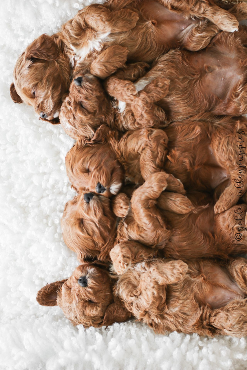 Golden Valley Cavapoo Puppy, cavapoo breeder
