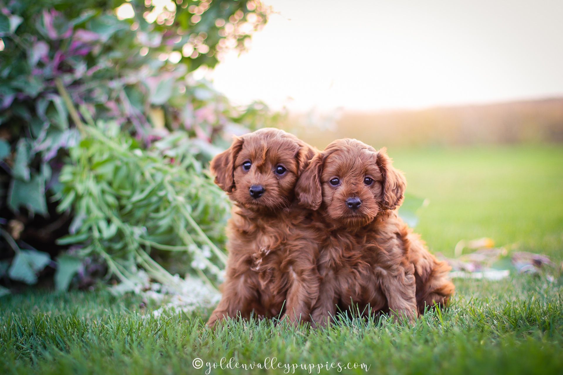 Cavapoo Puppies, Cavapoo Puppy, Cavapoo Puppies for sale, Cavapoo Breeder, Puppies for sale, Cavapoo for sale near me