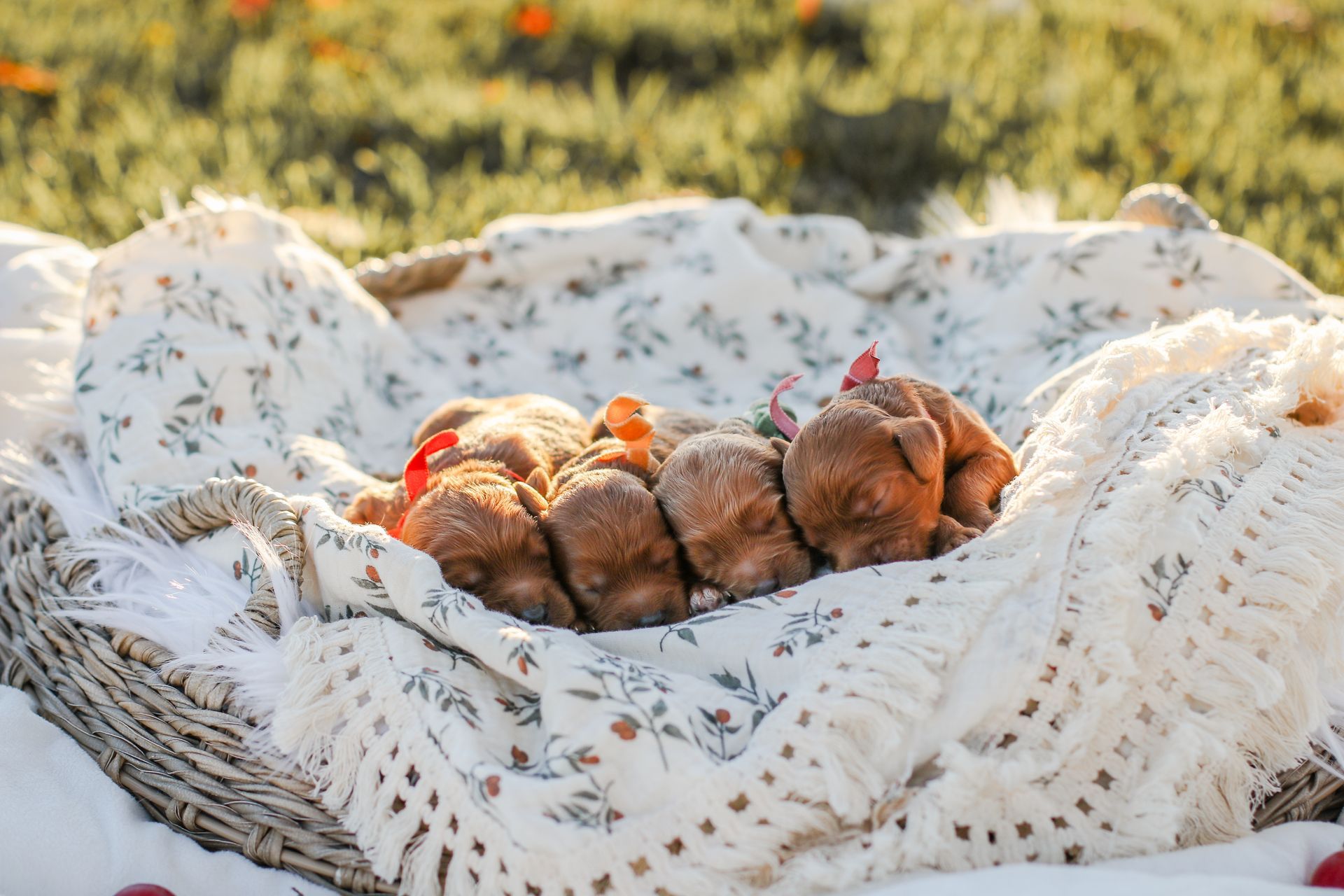 Cavapoo Puppies for sale, Cavapoo breeder, Cavapoo Puppy, Toy Cavapoo Puppies, Mini Cavapoo Puppies