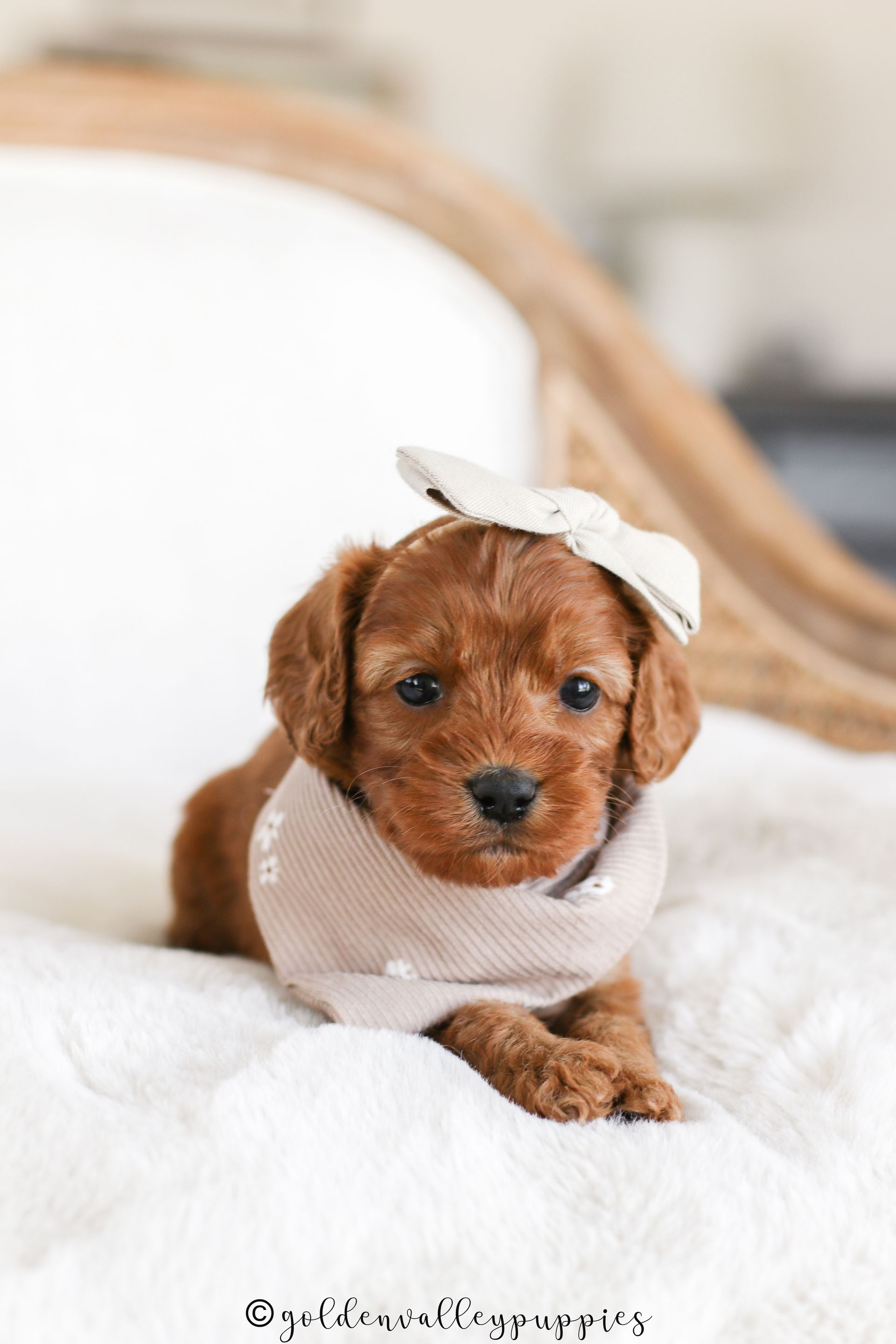 Cavapoo Puppies for sale, Cavapoo breeder, Cavapoo Puppy, Toy Cavapoo Puppies, Mini Cavapoo Puppies