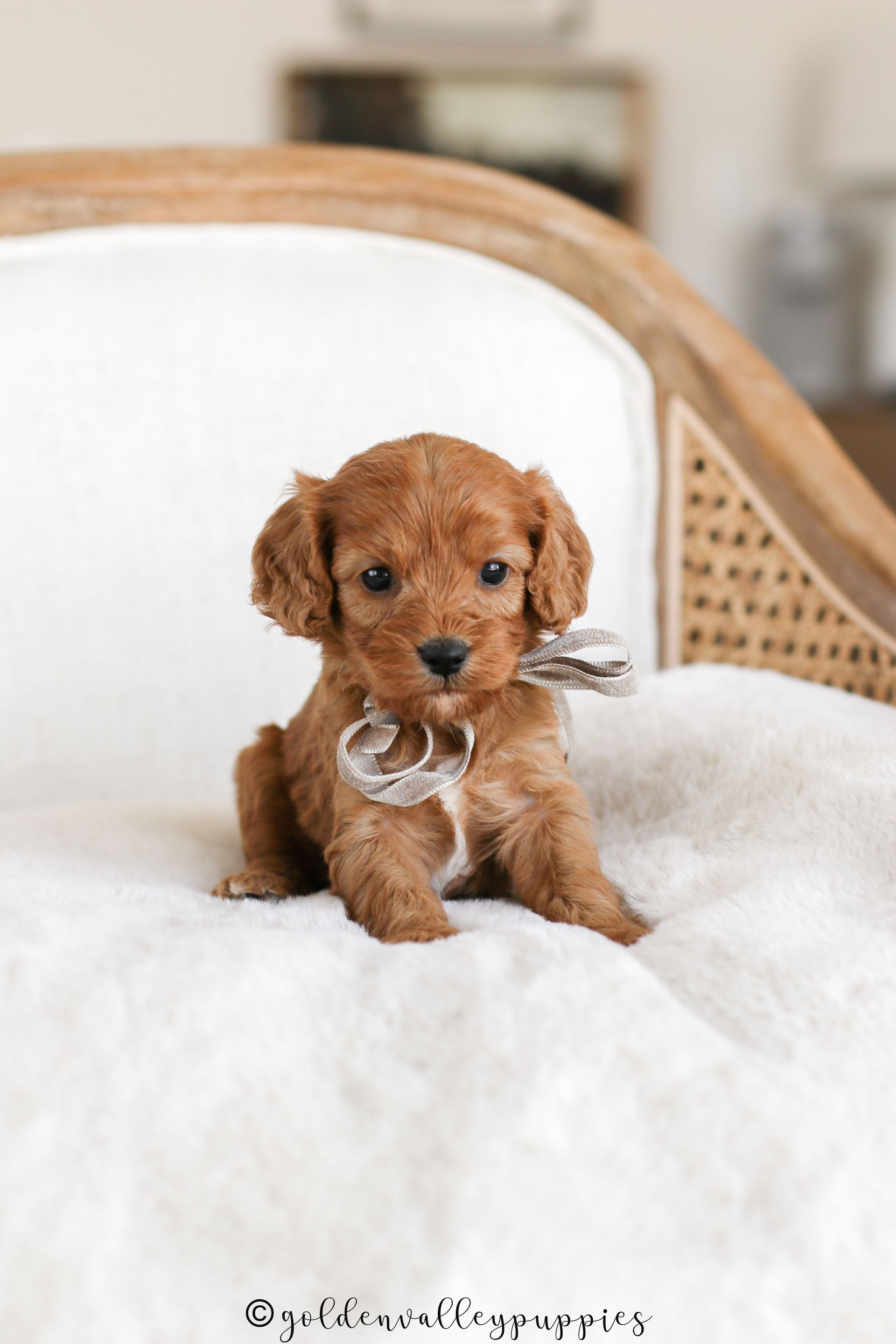 Cavapoo Puppies for sale, Cavapoo breeder, Cavapoo Puppy, Toy Cavapoo Puppies, Mini Cavapoo Puppies