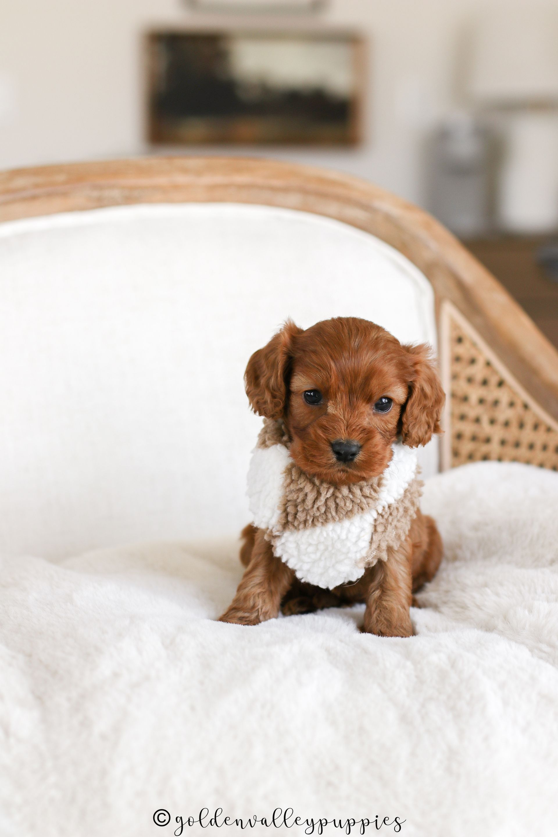 Cavapoo Puppies for sale, Cavapoo breeder, Cavapoo Puppy, Toy Cavapoo Puppies, Mini Cavapoo Puppies