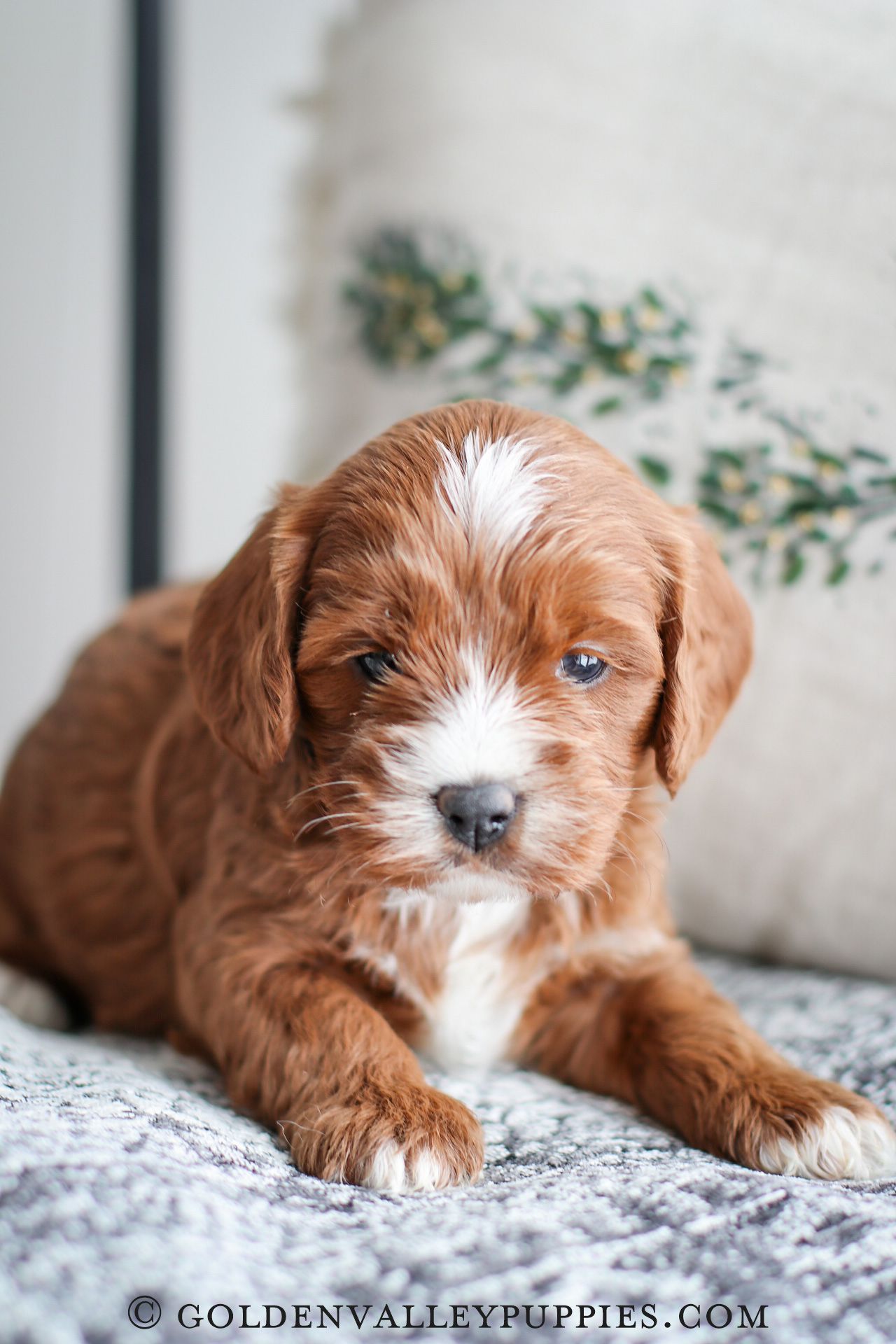 Cavapoo Puppies for sale, Cavapoo breeder, Cavapoo Puppy, Toy Cavapoo Puppies, Mini Cavapoo Puppies