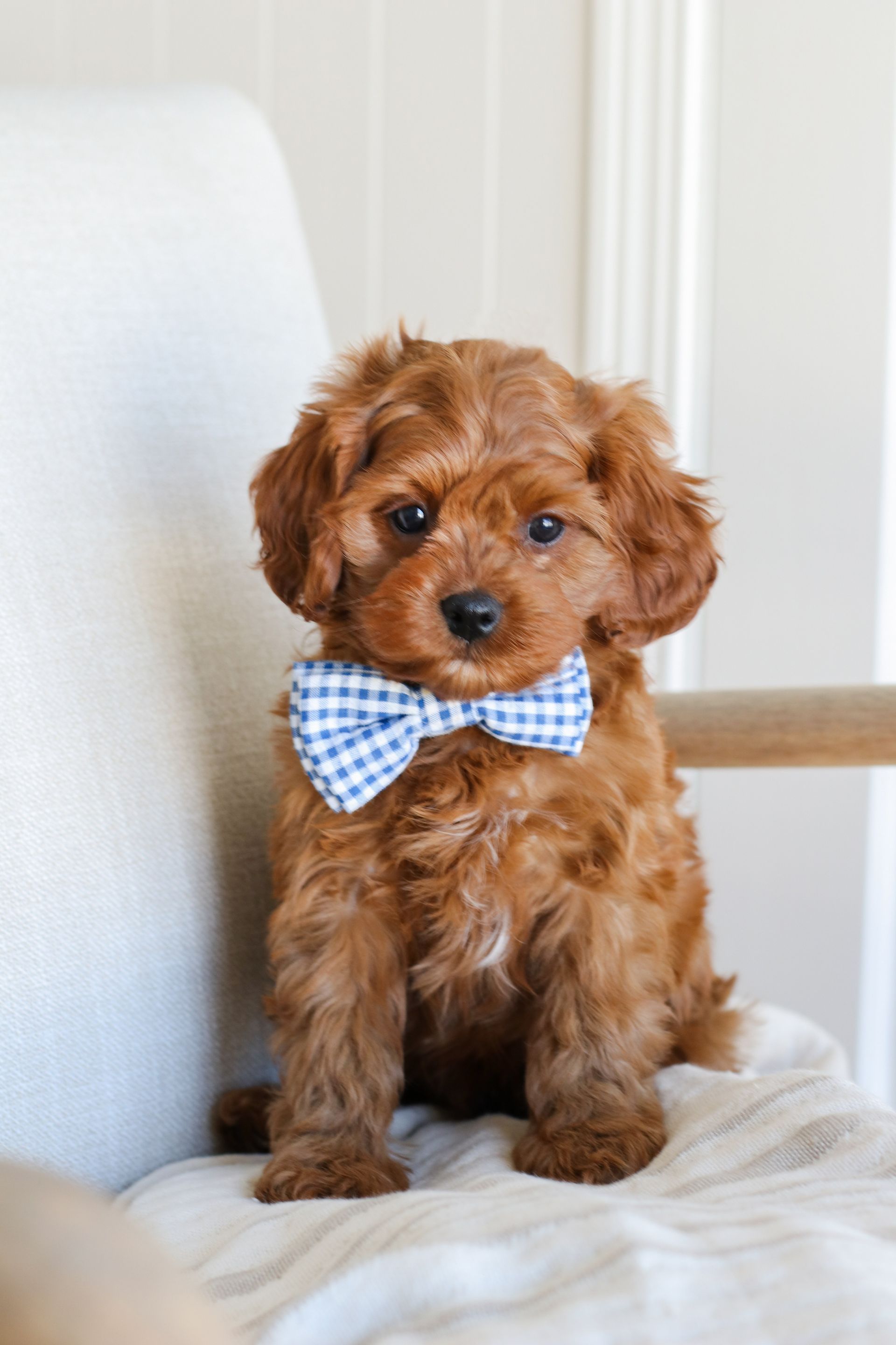 Cavapoo Puppies, Cavapoo Puppy, Cavapoo Puppies for sale, Cavapoo Breeder, Puppies for sale, Cavapoo for sale near me