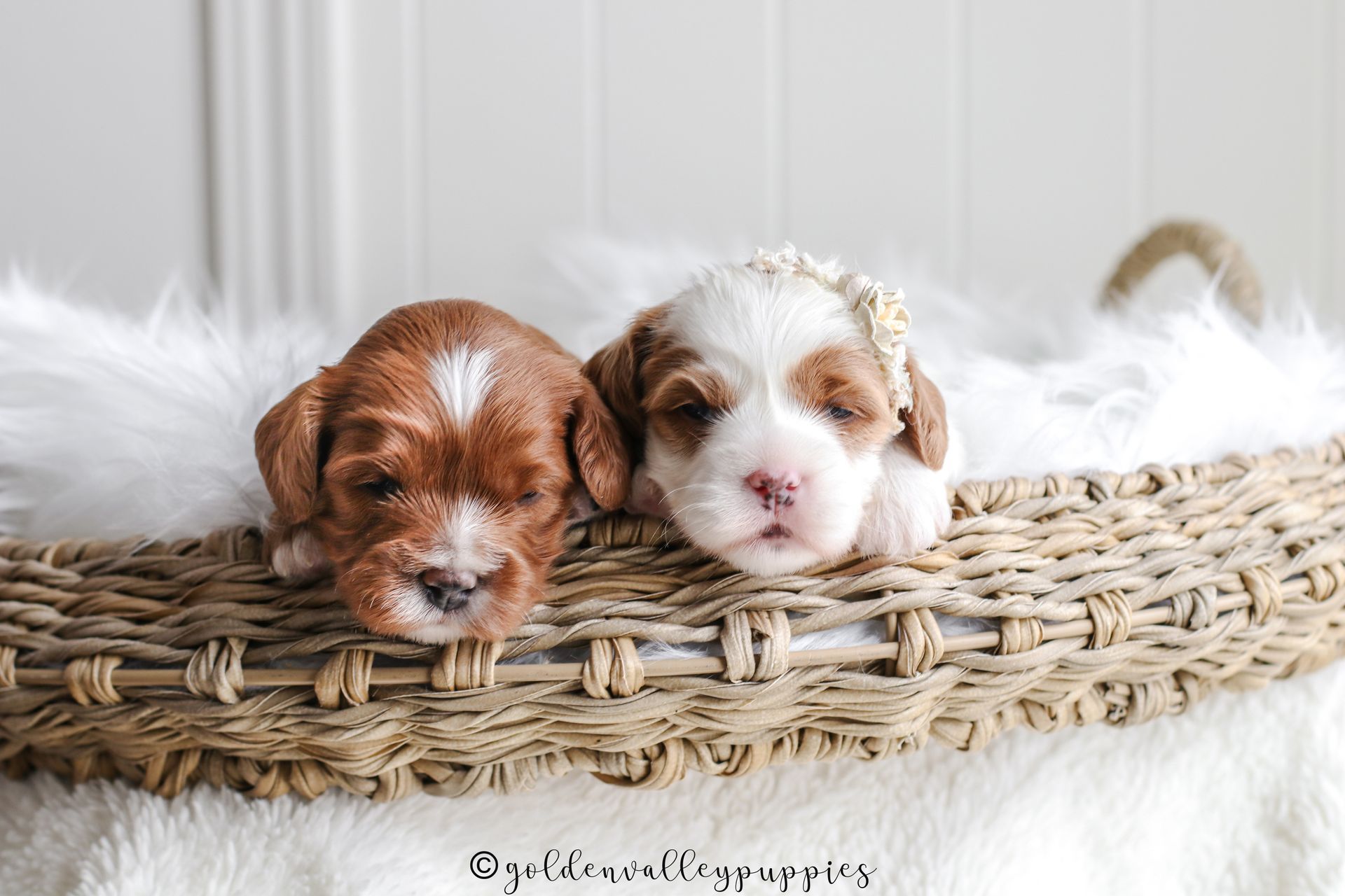 Cavapoo Puppies for sale, Cavapoo breeder, Cavapoo Puppy, Toy Cavapoo Puppies, Mini Cavapoo Puppies