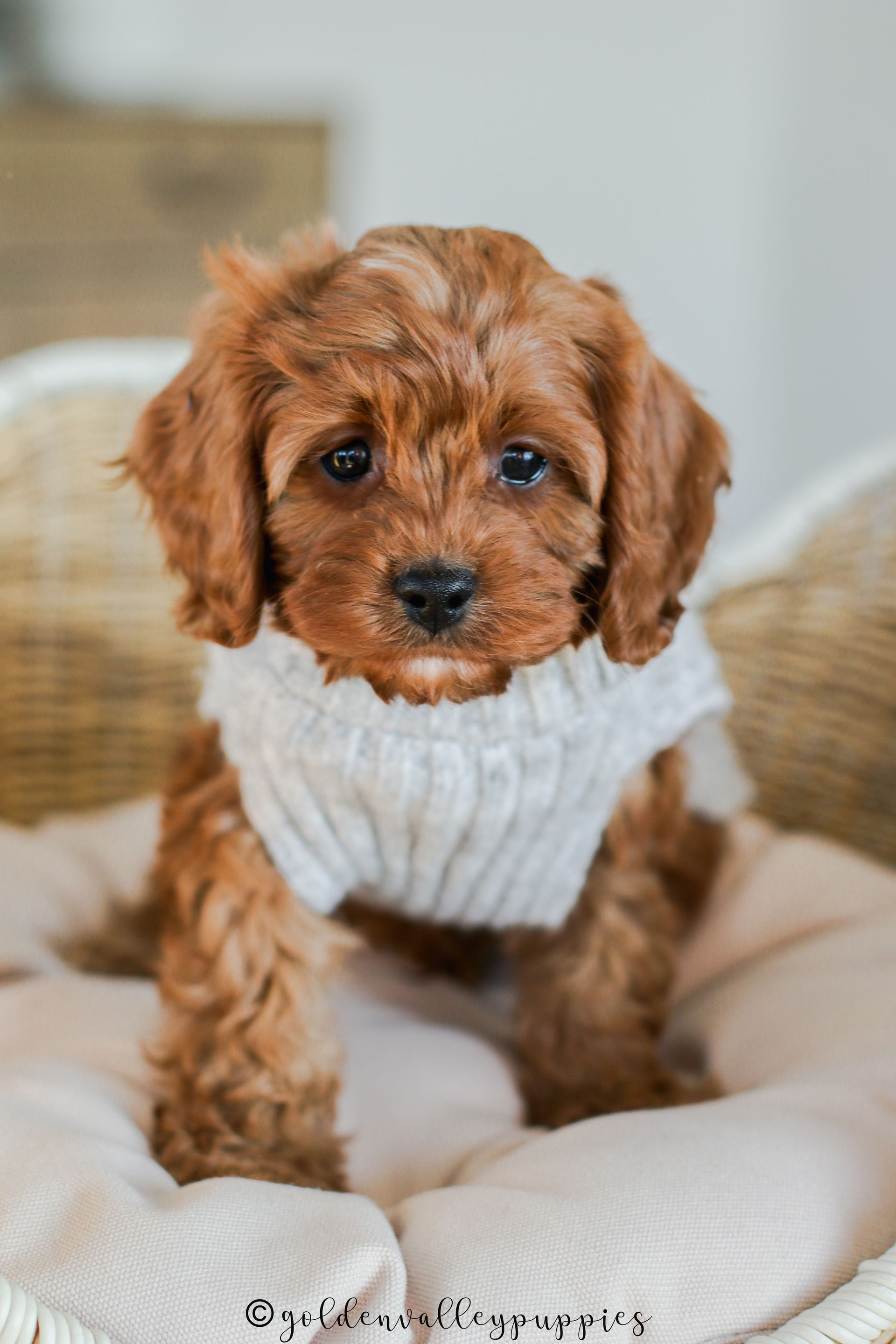 Golden Valley Cavapoo Puppy, cavapoo breeder