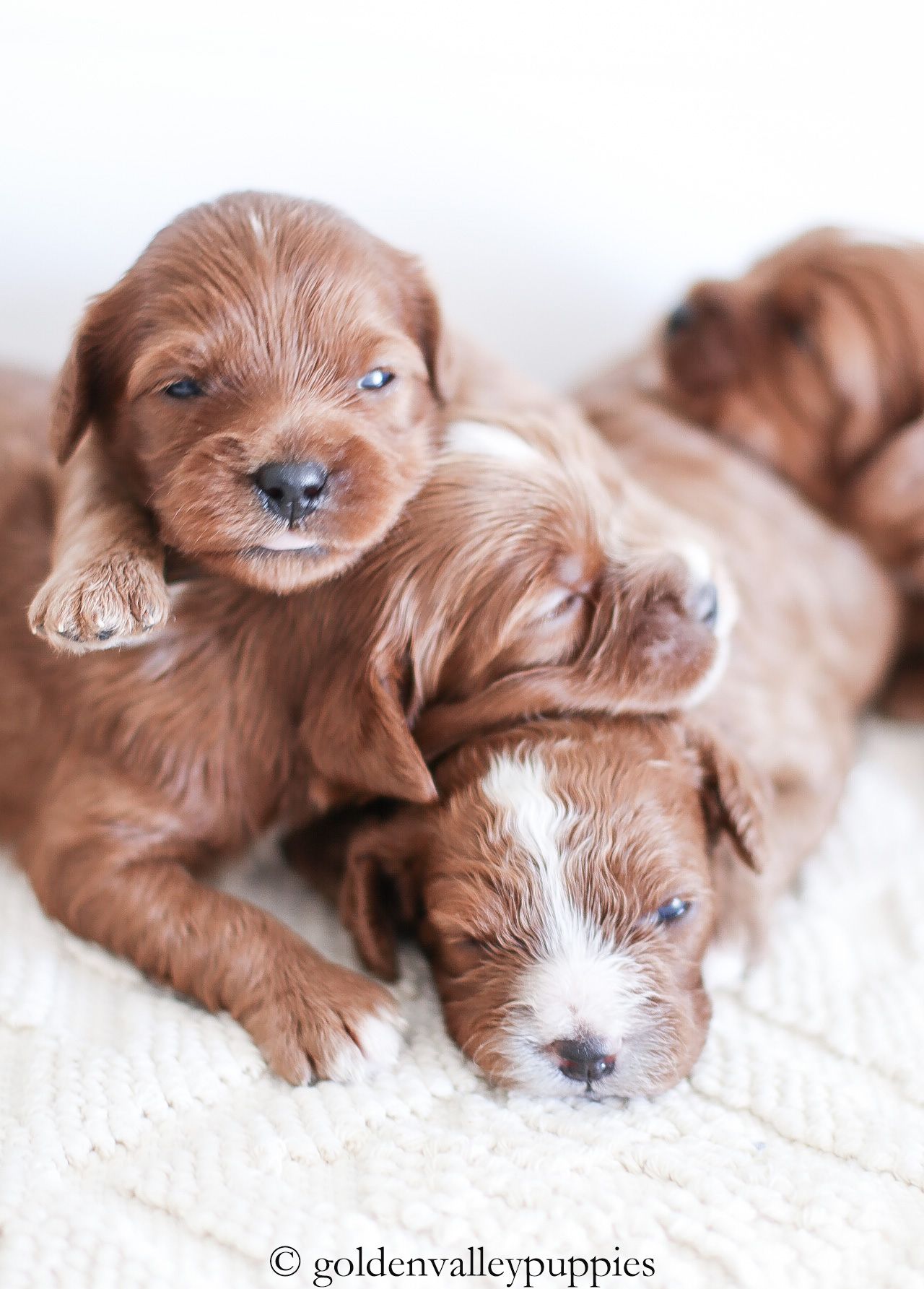 New born Cavapoo Puppies