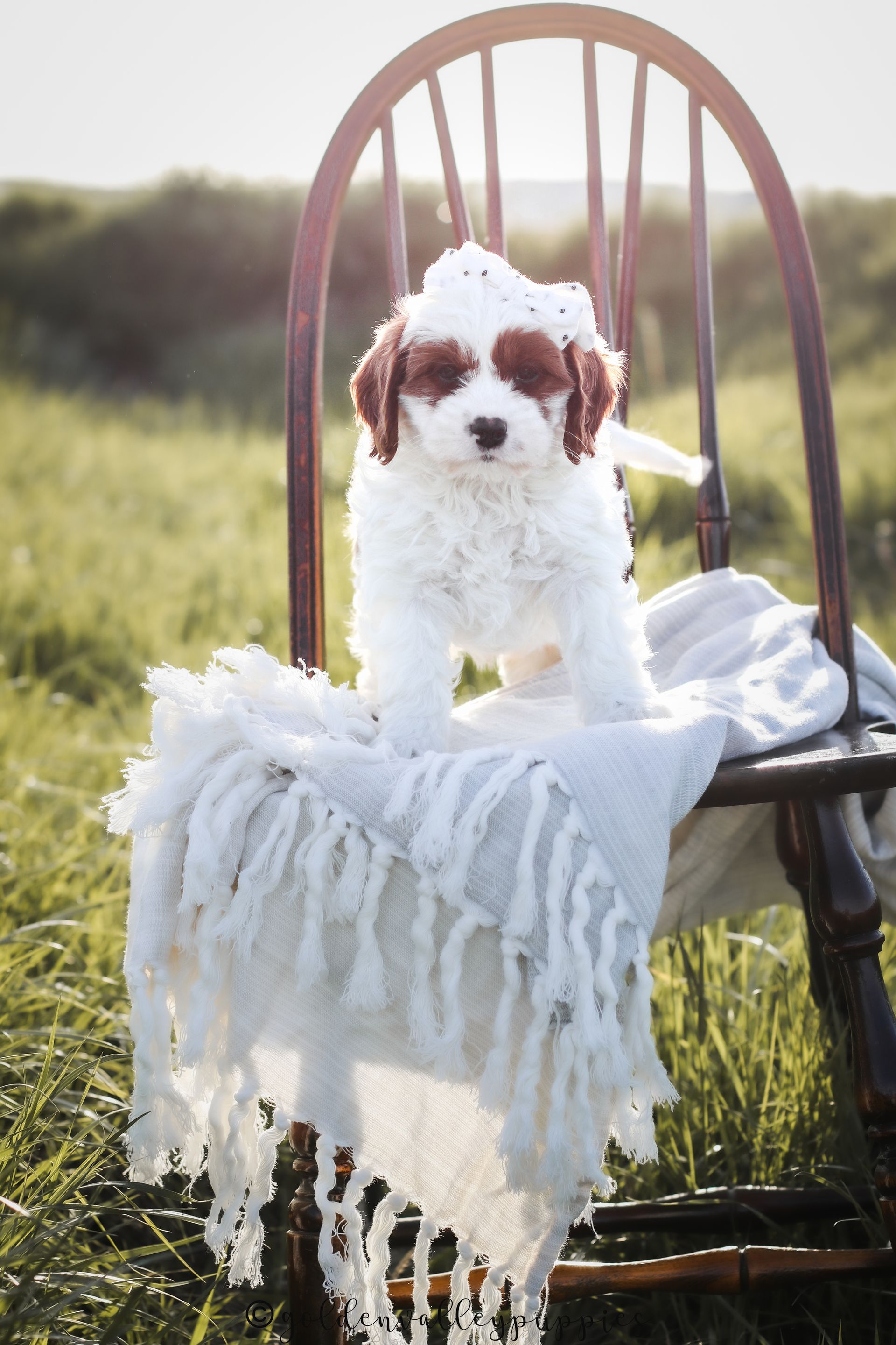 Cavapoo Puppies for sale, Cavapoo breeder, Cavapoo Puppy, Toy Cavapoo Puppies, Mini Cavapoo Puppies