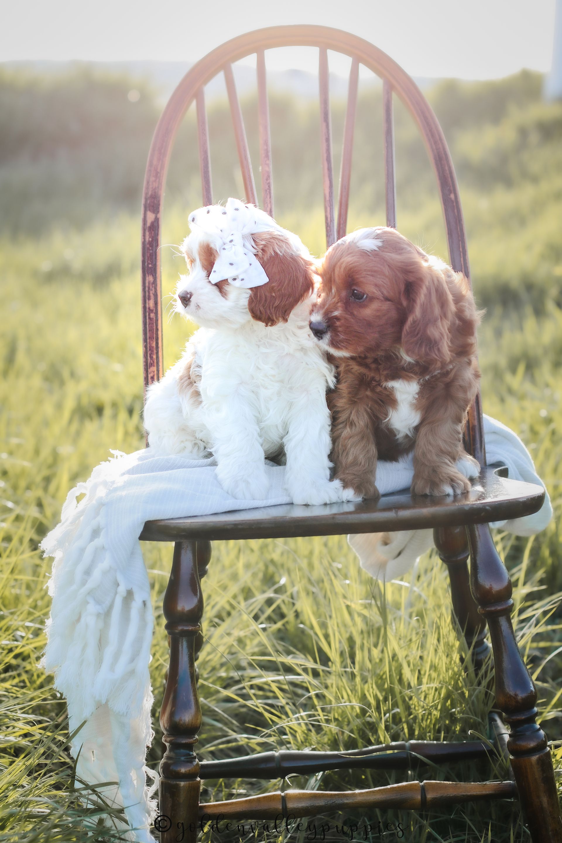 Cavapoo Puppies for sale, Cavapoo breeder, Cavapoo Puppy, Toy Cavapoo Puppies, Mini Cavapoo Puppies