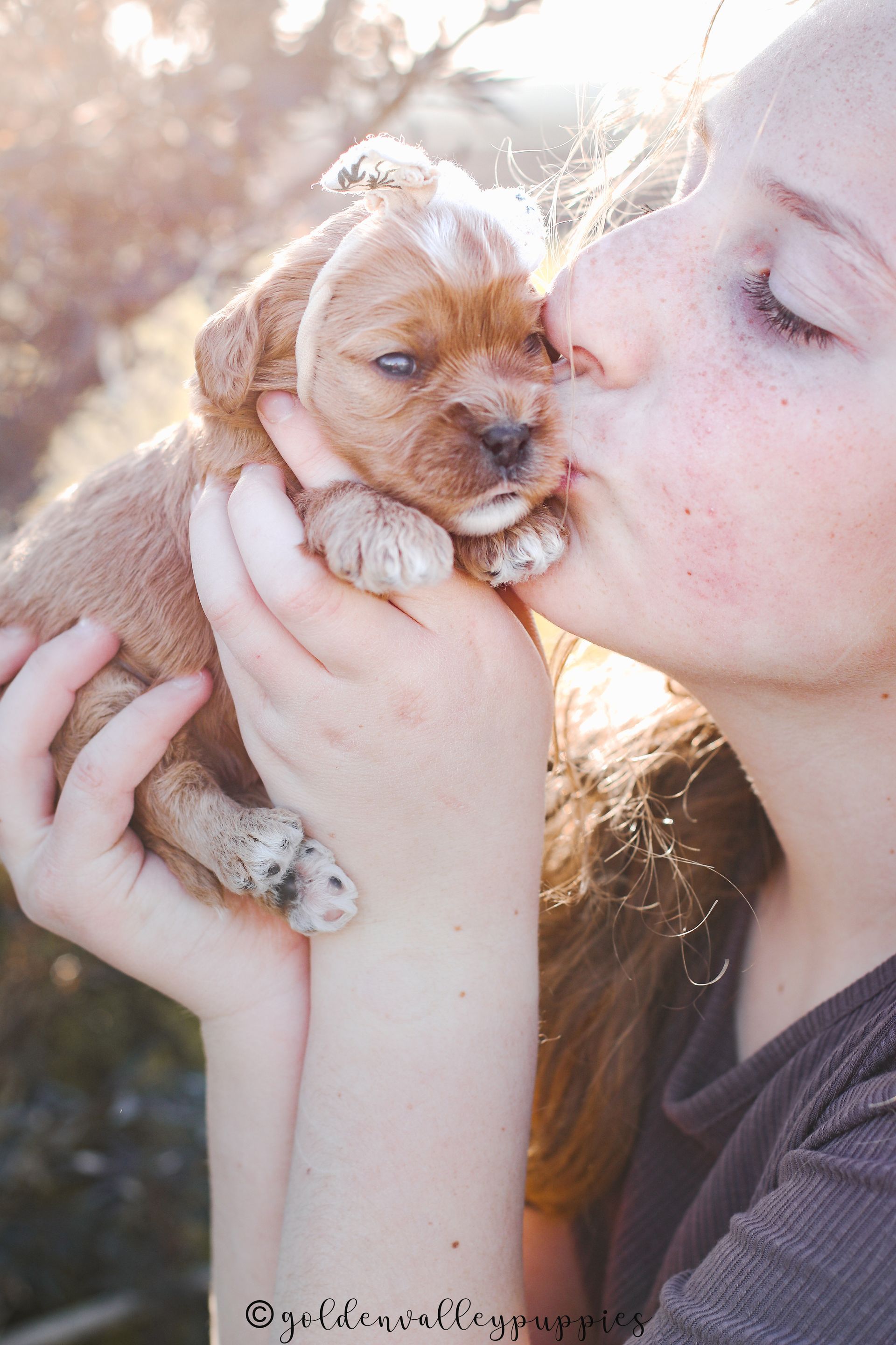 Cavapoo Puppies for sale, Cavapoo breeder, Cavapoo Puppy, Toy Cavapoo Puppies, Mini Cavapoo Puppies
