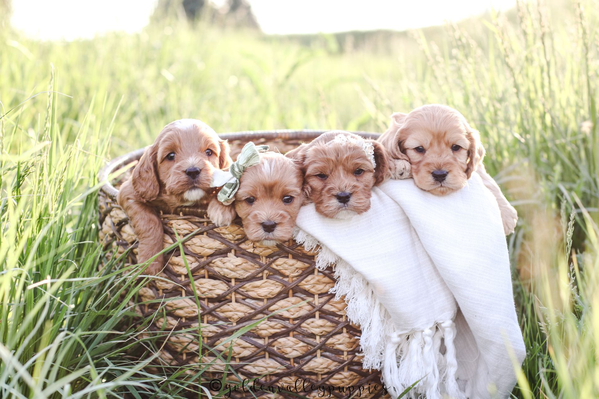 Cavapoo Puppies for sale, Cavapoo breeder, Cavapoo Puppy, Toy Cavapoo Puppies, Mini Cavapoo Puppies