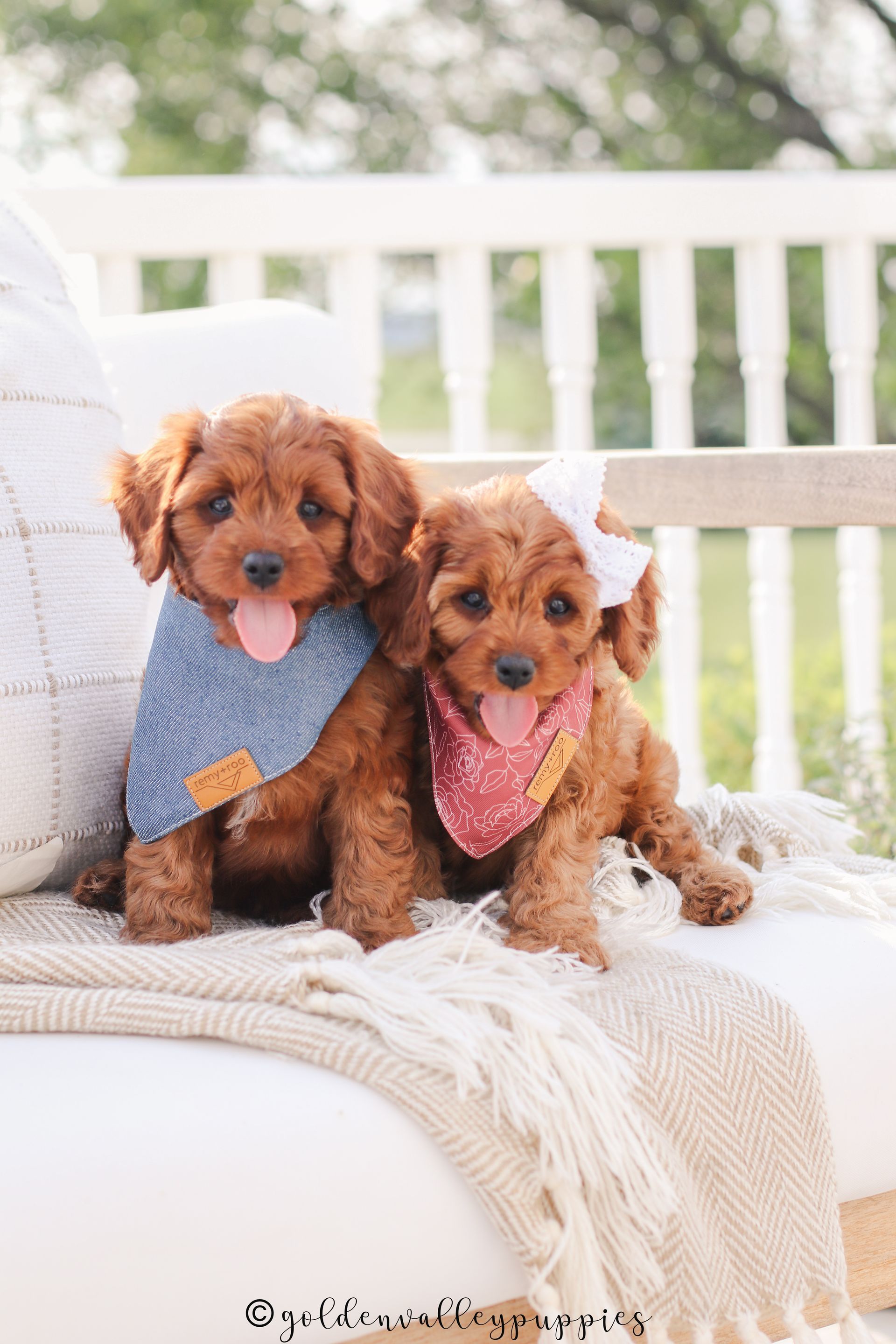 Cavapoo Puppies, Cavapoo Puppy, Cavapoo Puppies for sale, Cavapoo Breeder, Puppies for sale, Cavapoo for sale near me