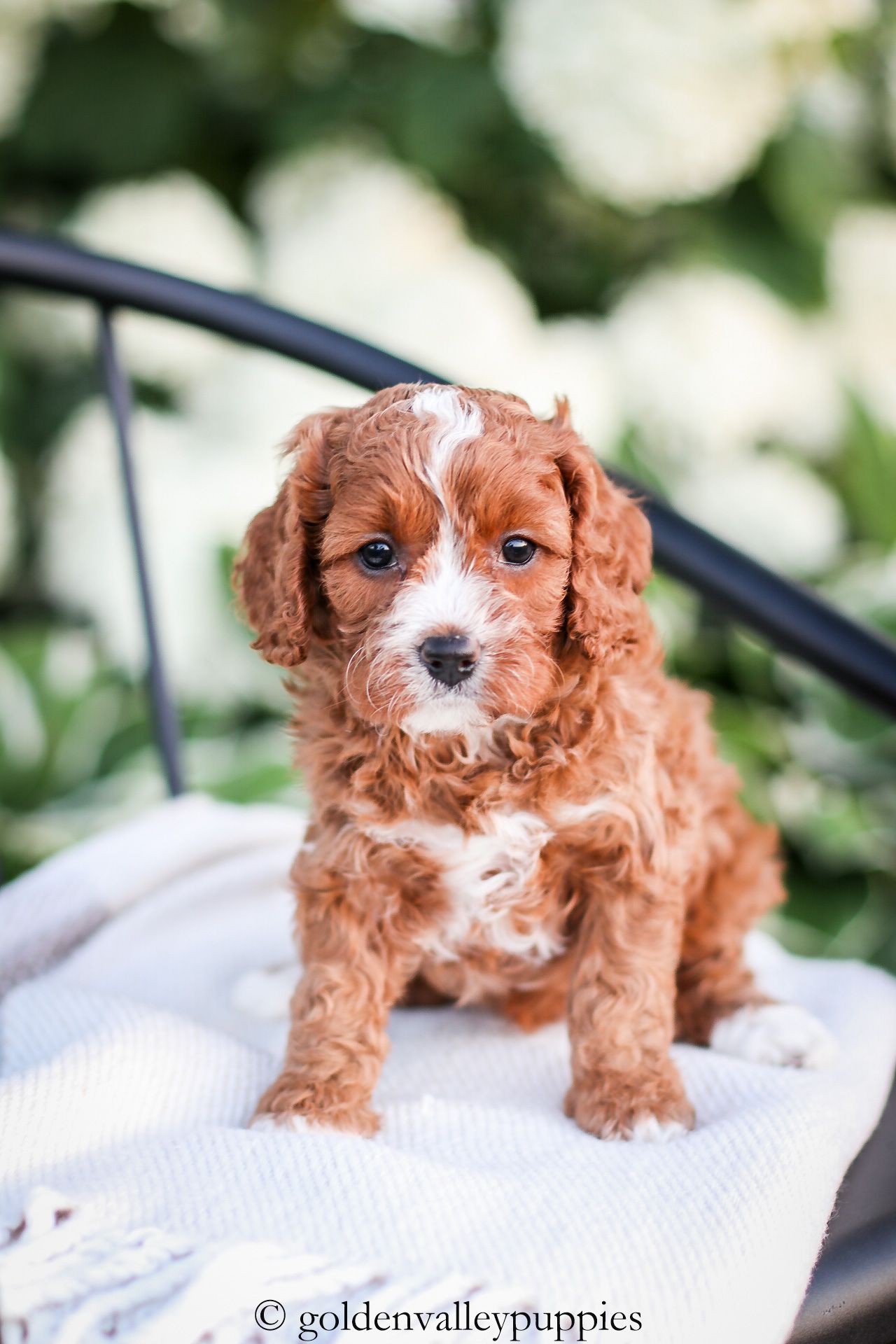 Red cavapoo puppy on a bench, Cavapoo puppies for sale near me
