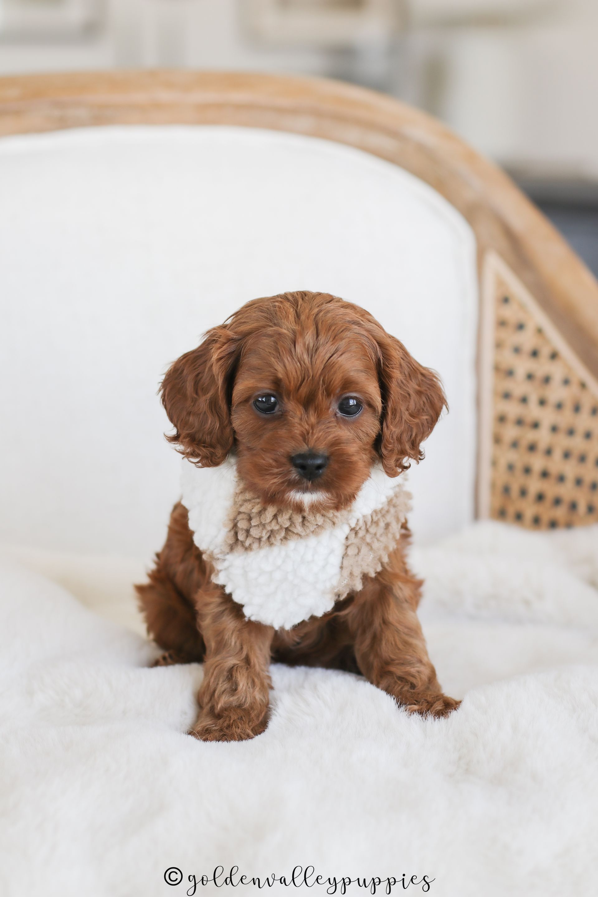 Cavapoo Puppies for sale, Cavapoo breeder, Cavapoo Puppy, Toy Cavapoo Puppies, Mini Cavapoo Puppies